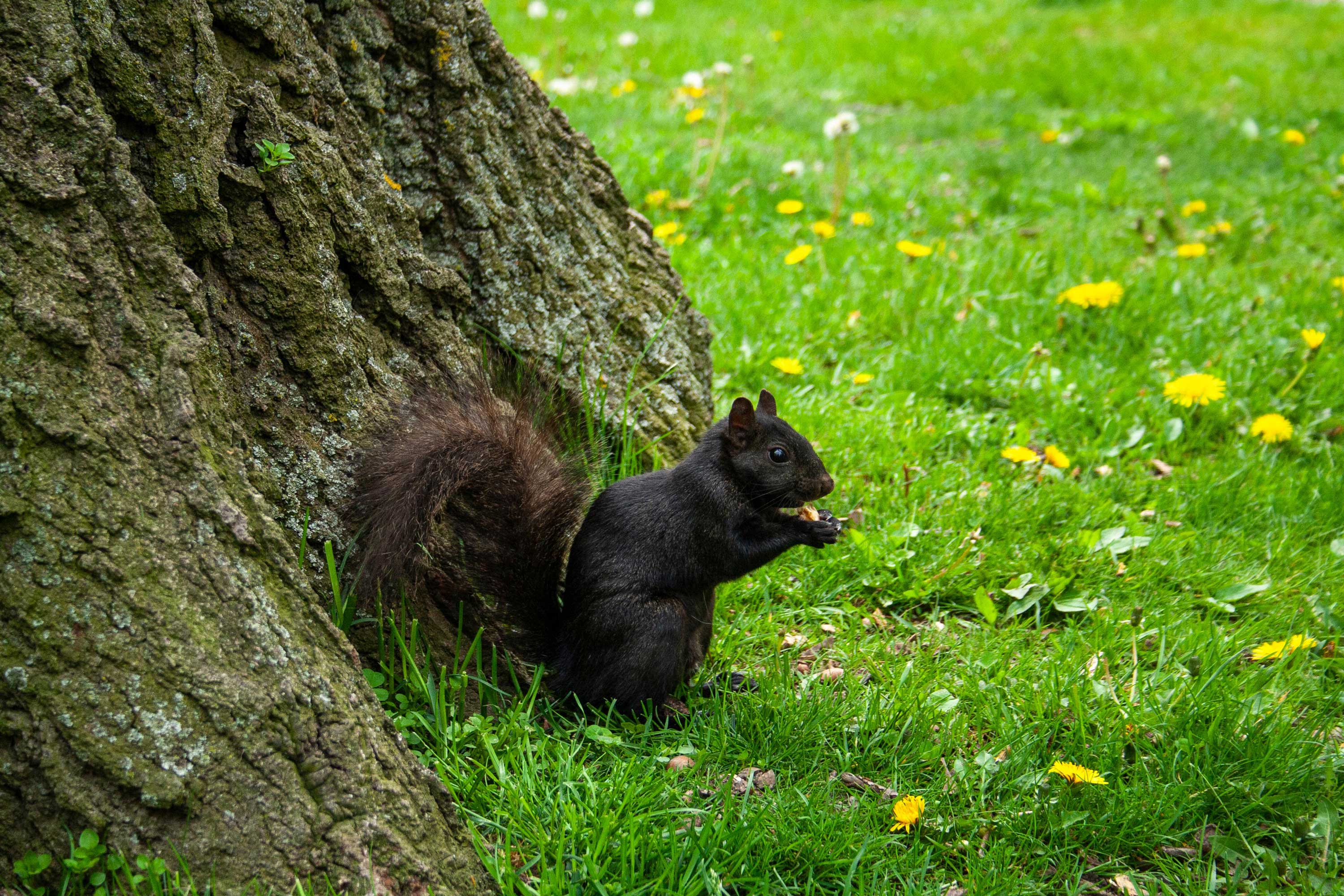 A black fox squirrel on the ground.