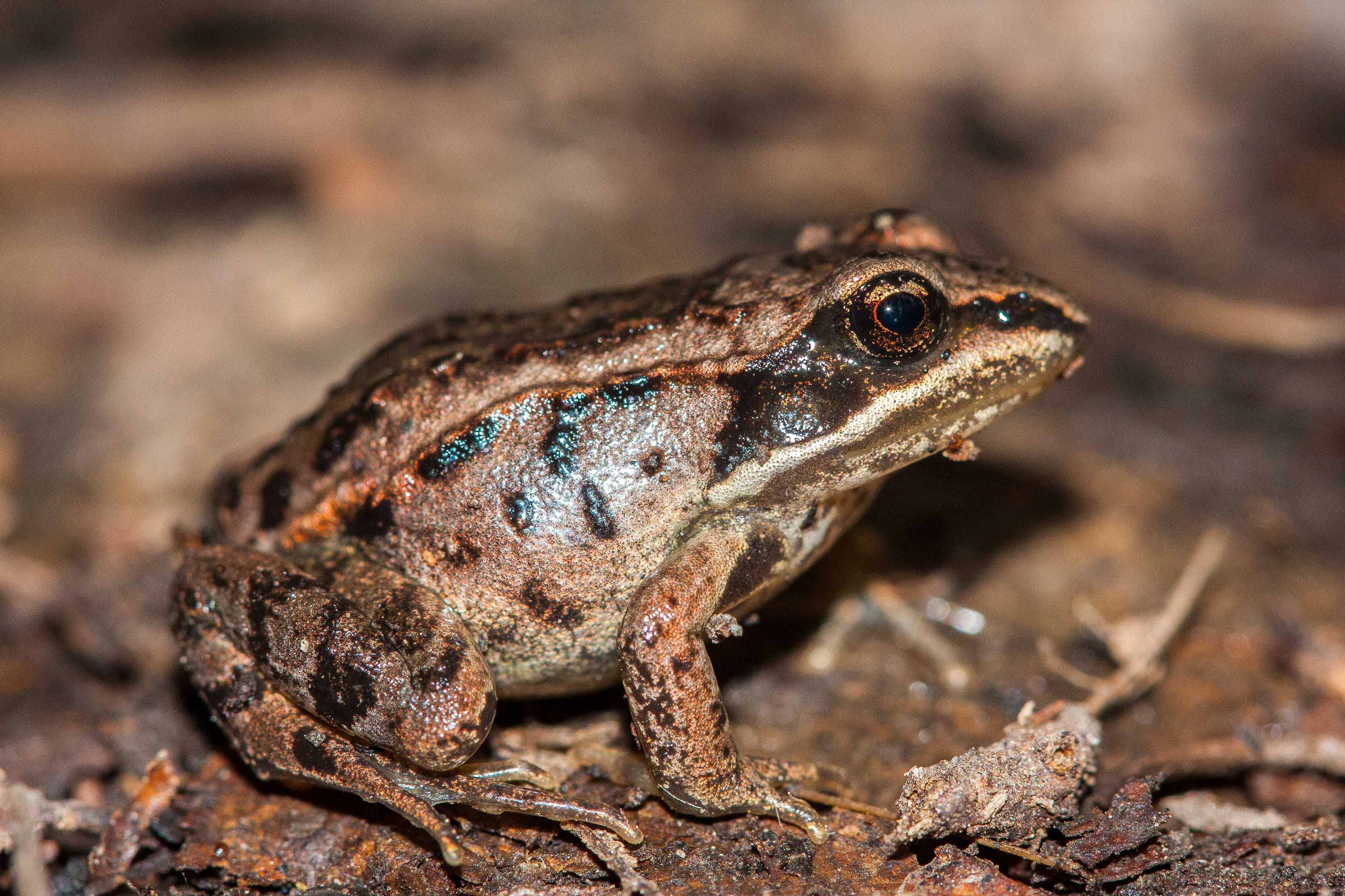 Wood frog sitting on the forest floor.