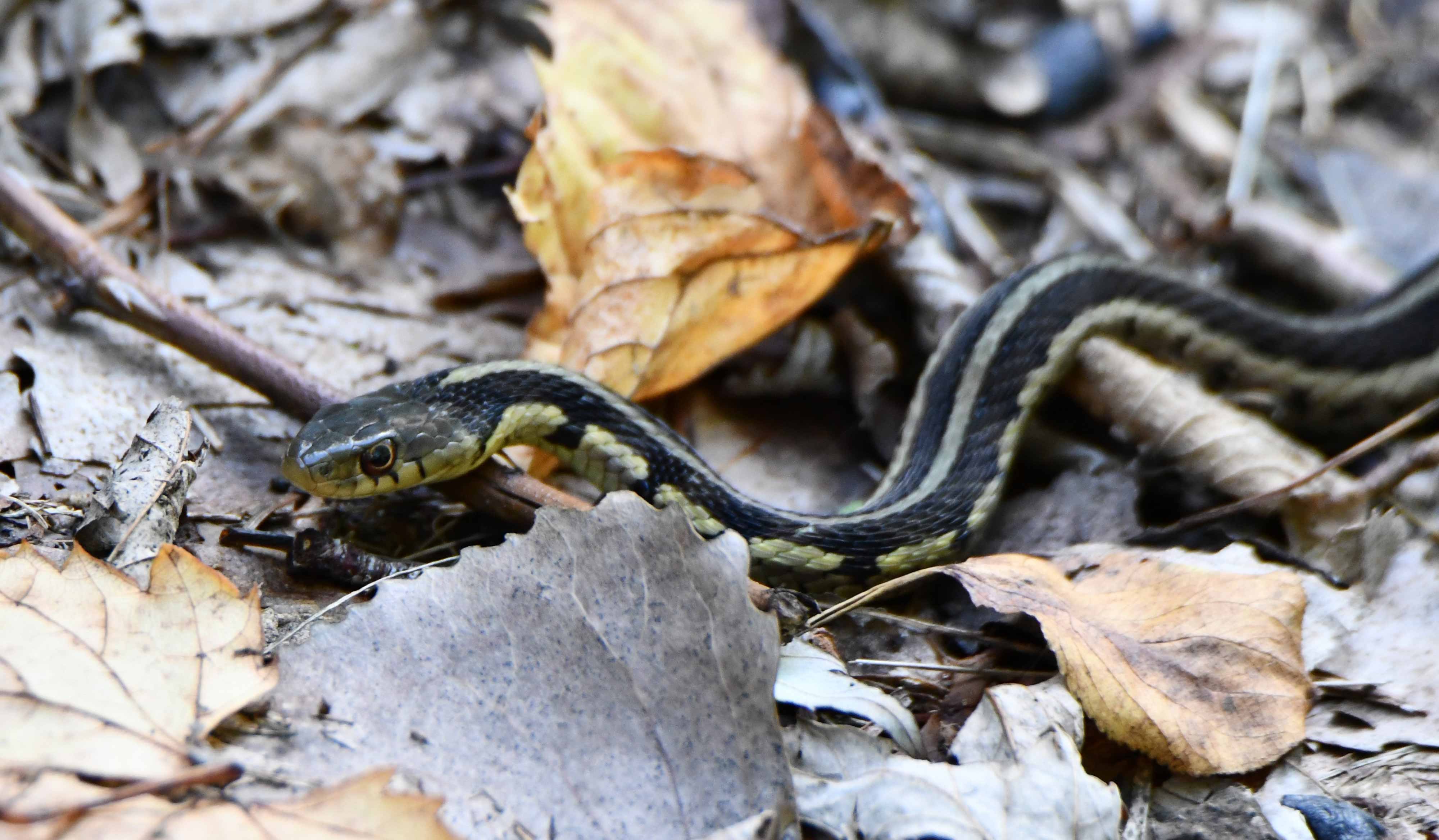 A garter snake slithering across the forest floor.
