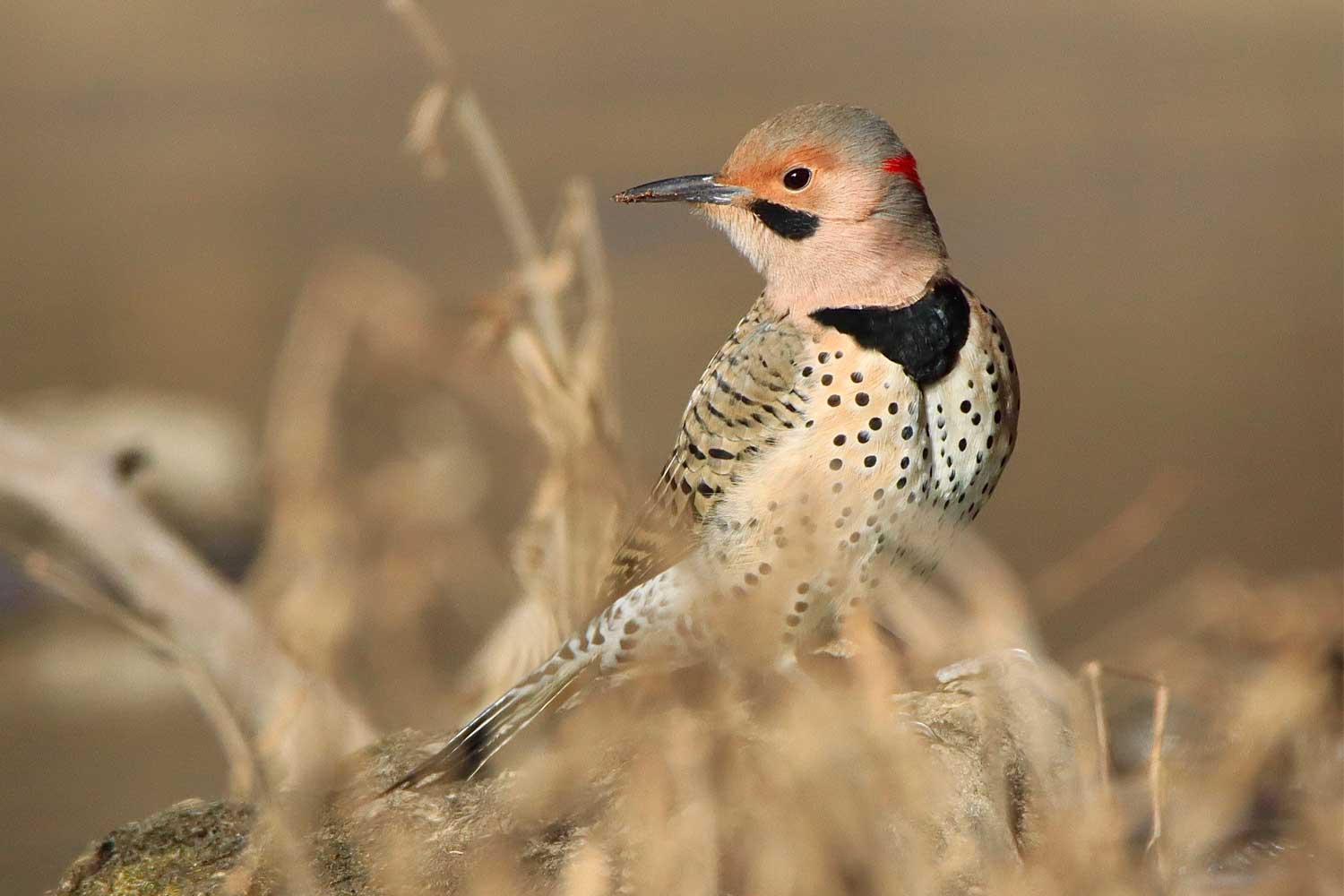 Northern flicker standing on a rock.