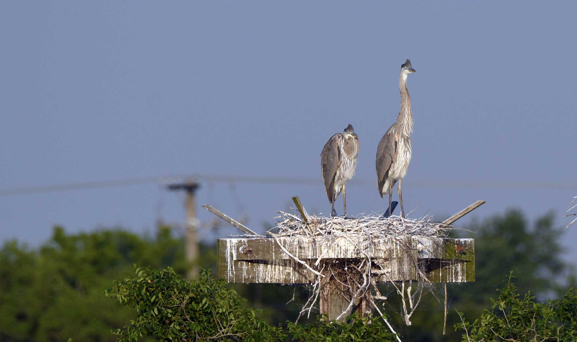 Two great blue herons standing atop a wooden nesting platform.