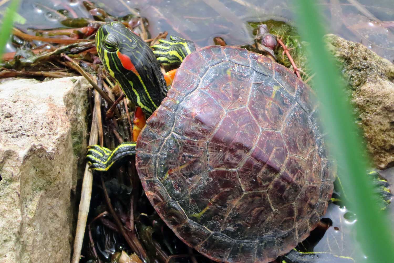 Red-eared slider standing in water next to a rock.