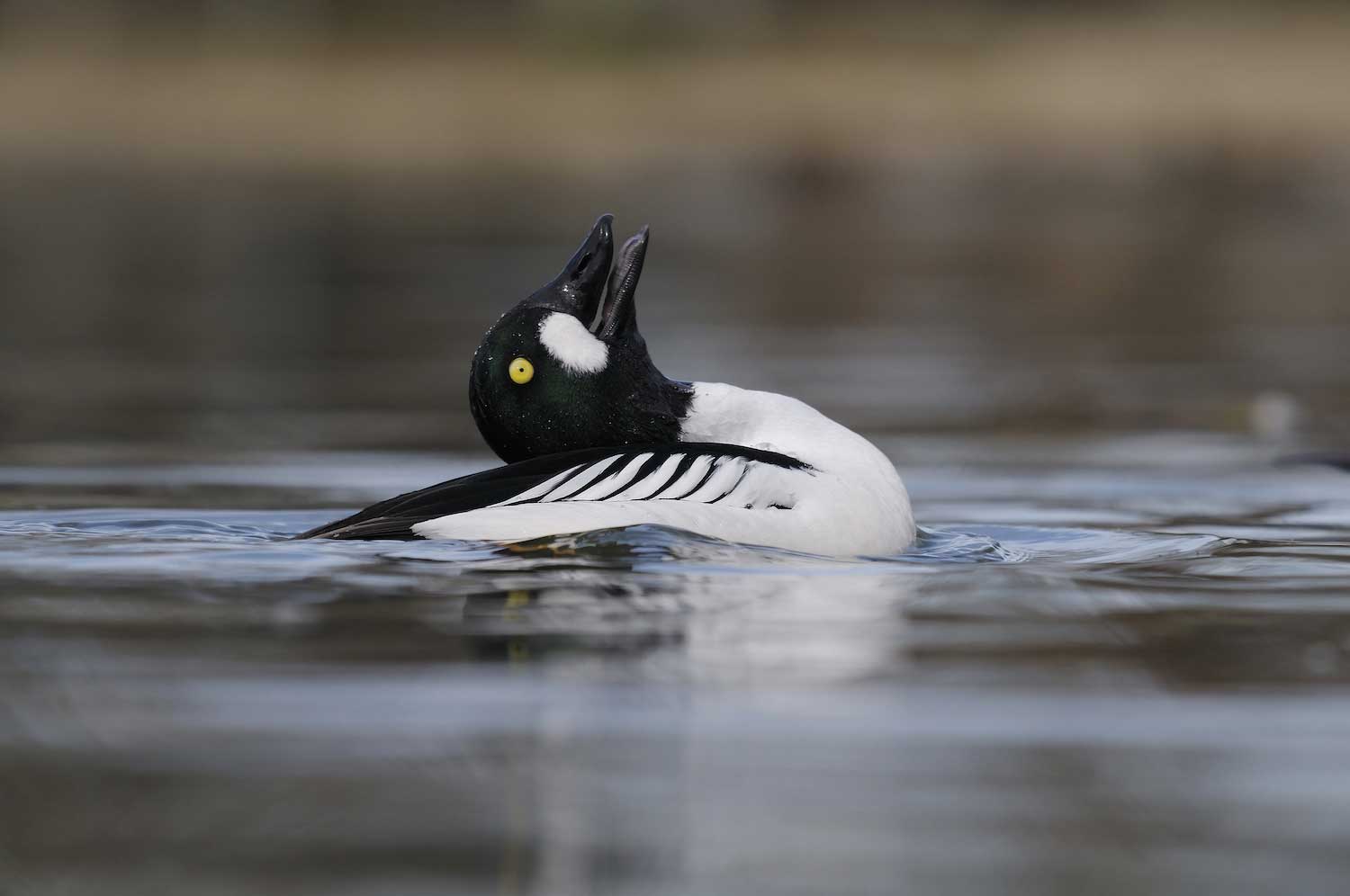 A common goldeneye on the water with its head tilted back and facing upward.