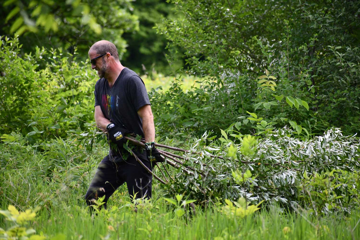 A person hauling cut branches through a wooded area.