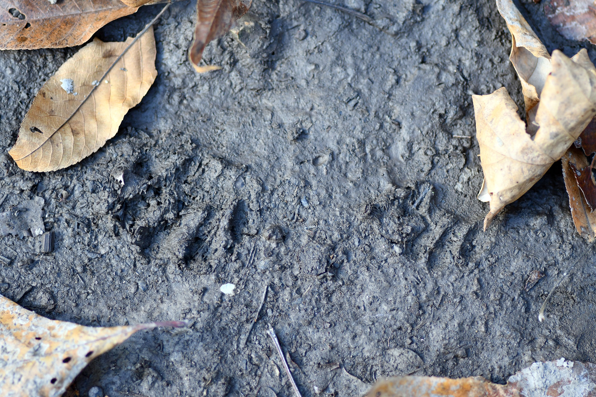 Raccoon tracks in mud.