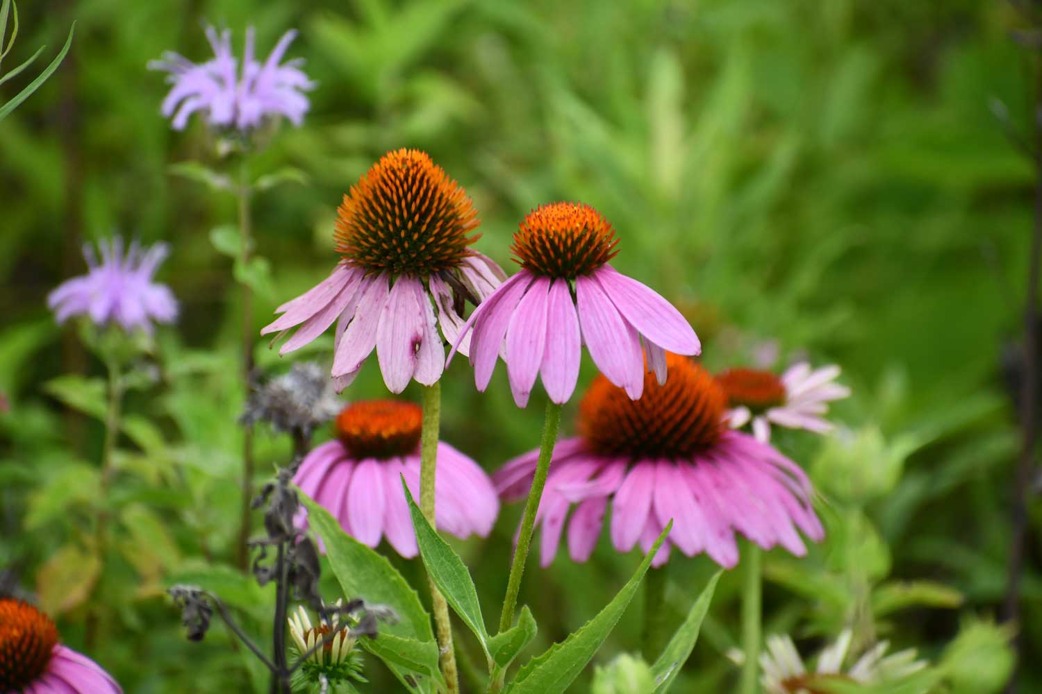 Purple coneflower and bee balm blooms in a prairie.