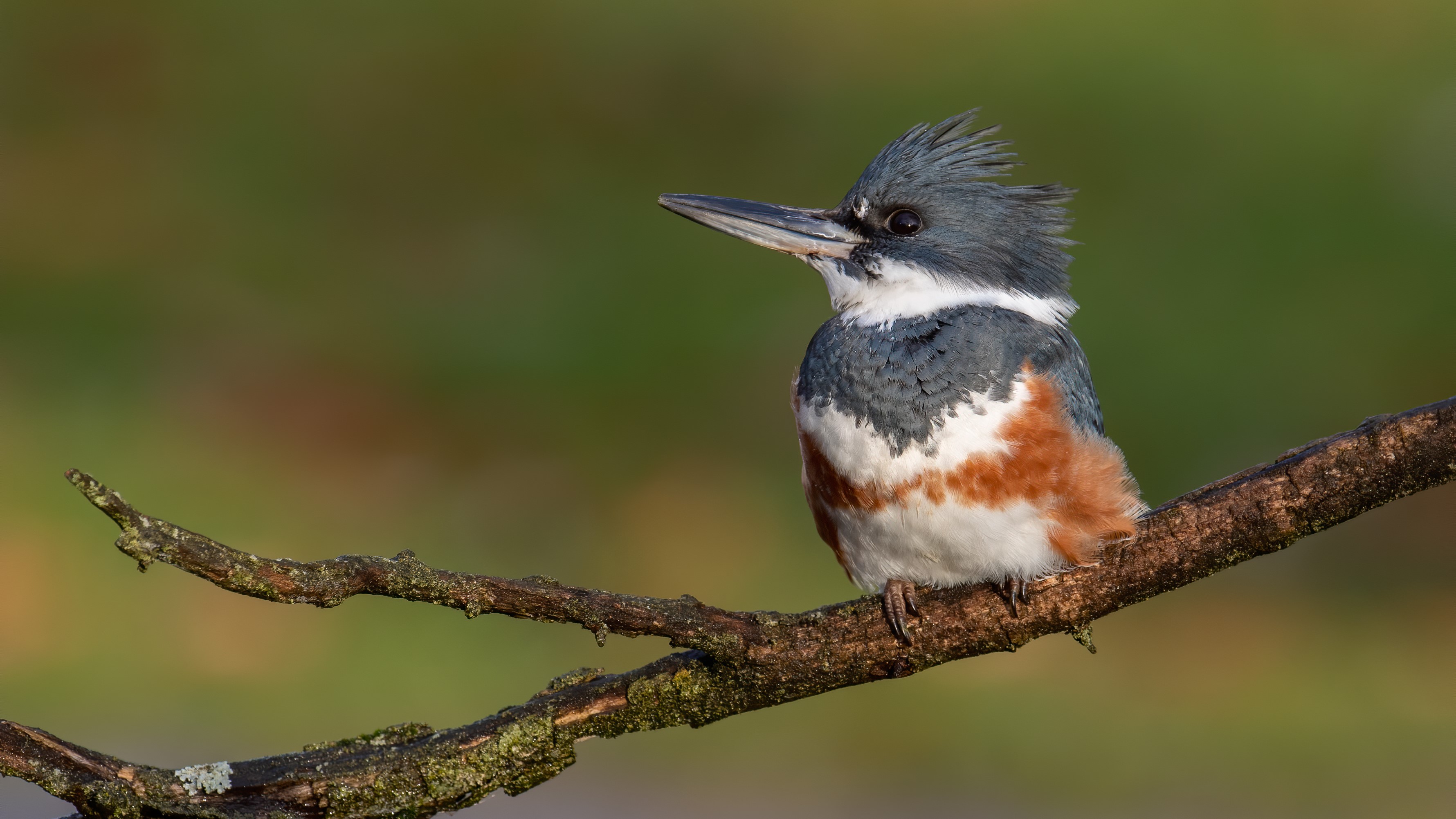 Bird report: Taking a closer look at the rarely-caught belted kingfisher