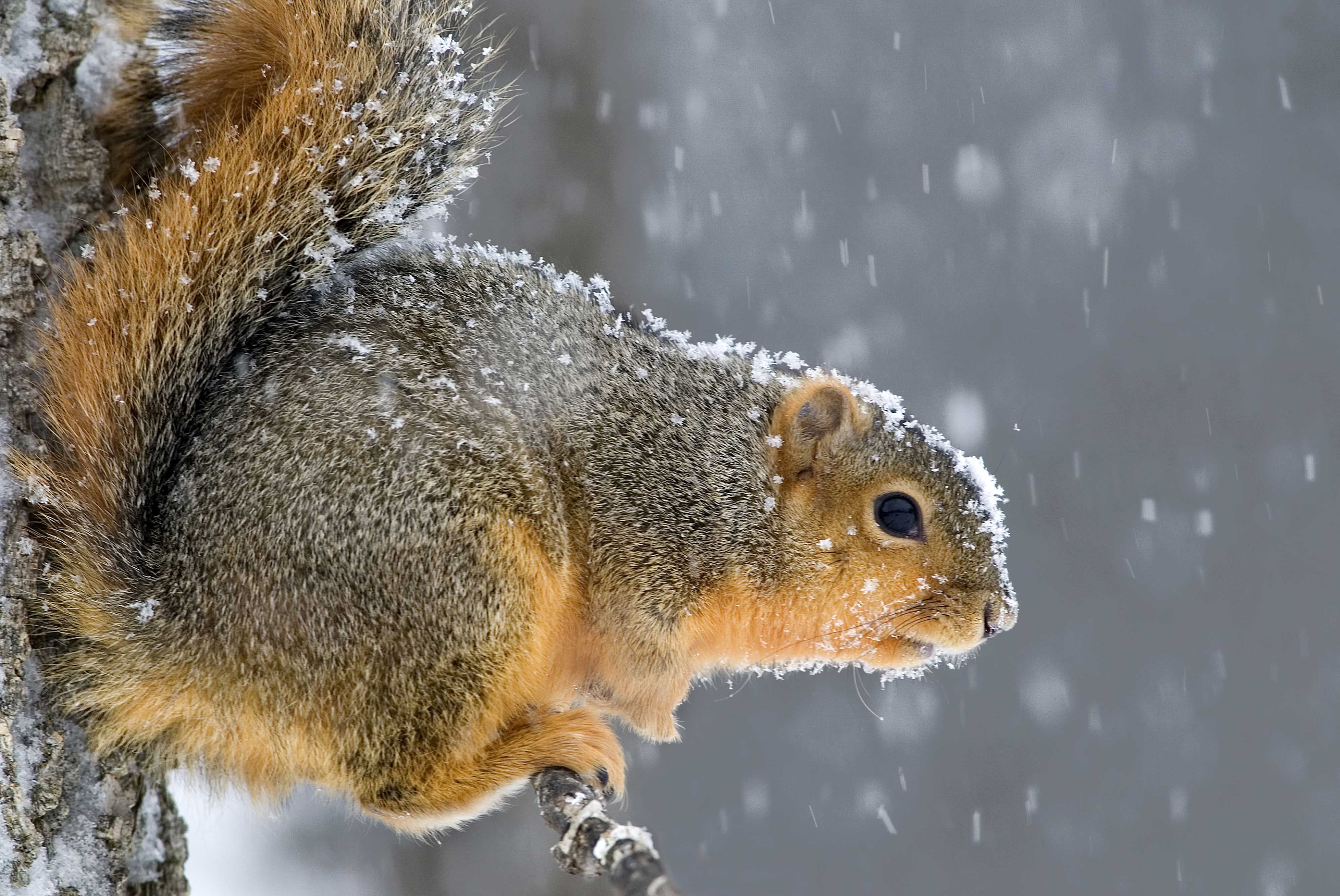 Close-up of a squirrel with snow in the background.
