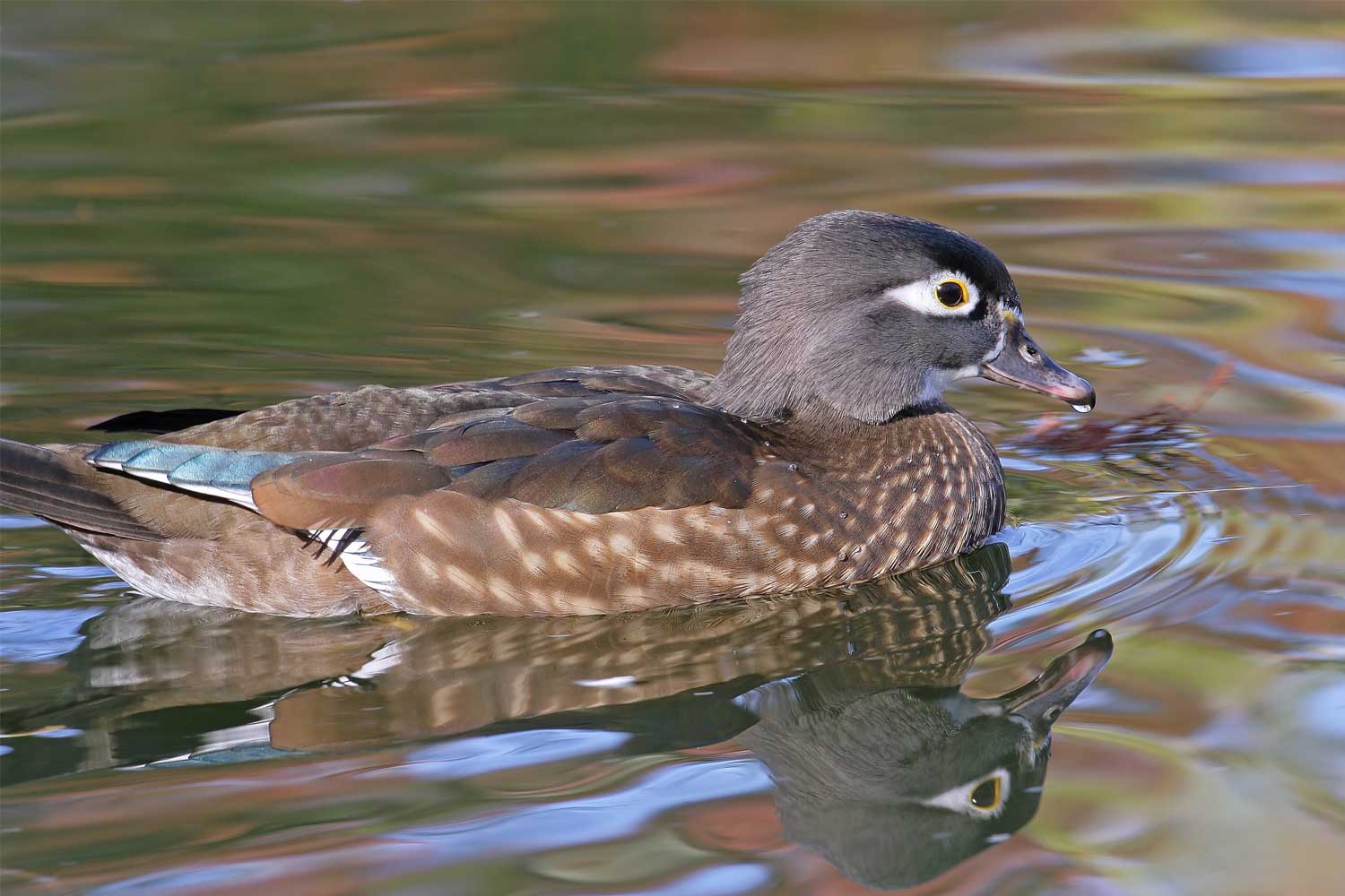 Wood duck in the water.