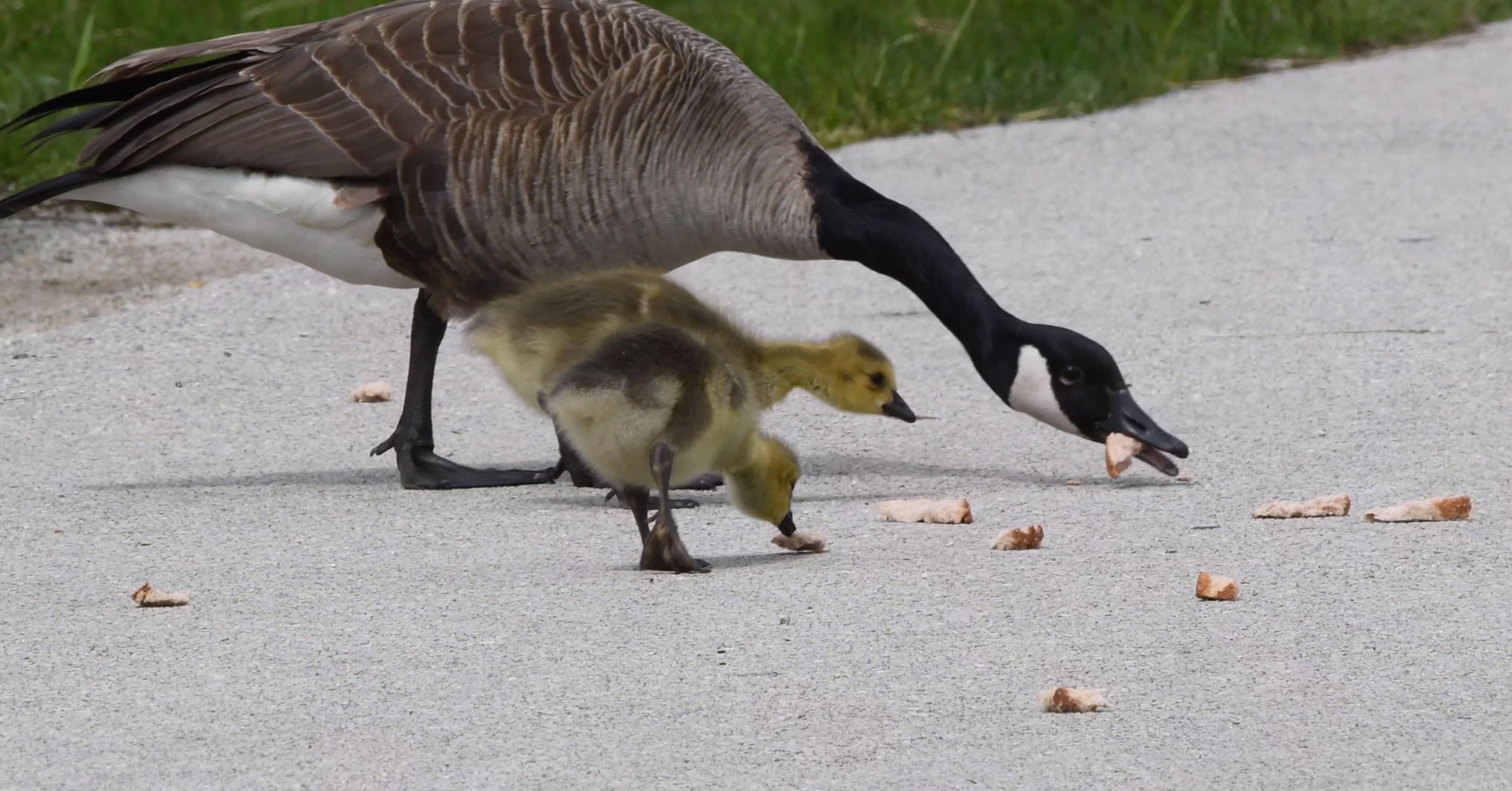 Canada goose 2025 bird food