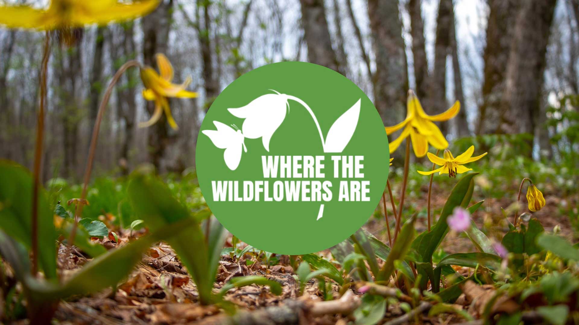 Yellow trout lilies in bloom on the forest floor.