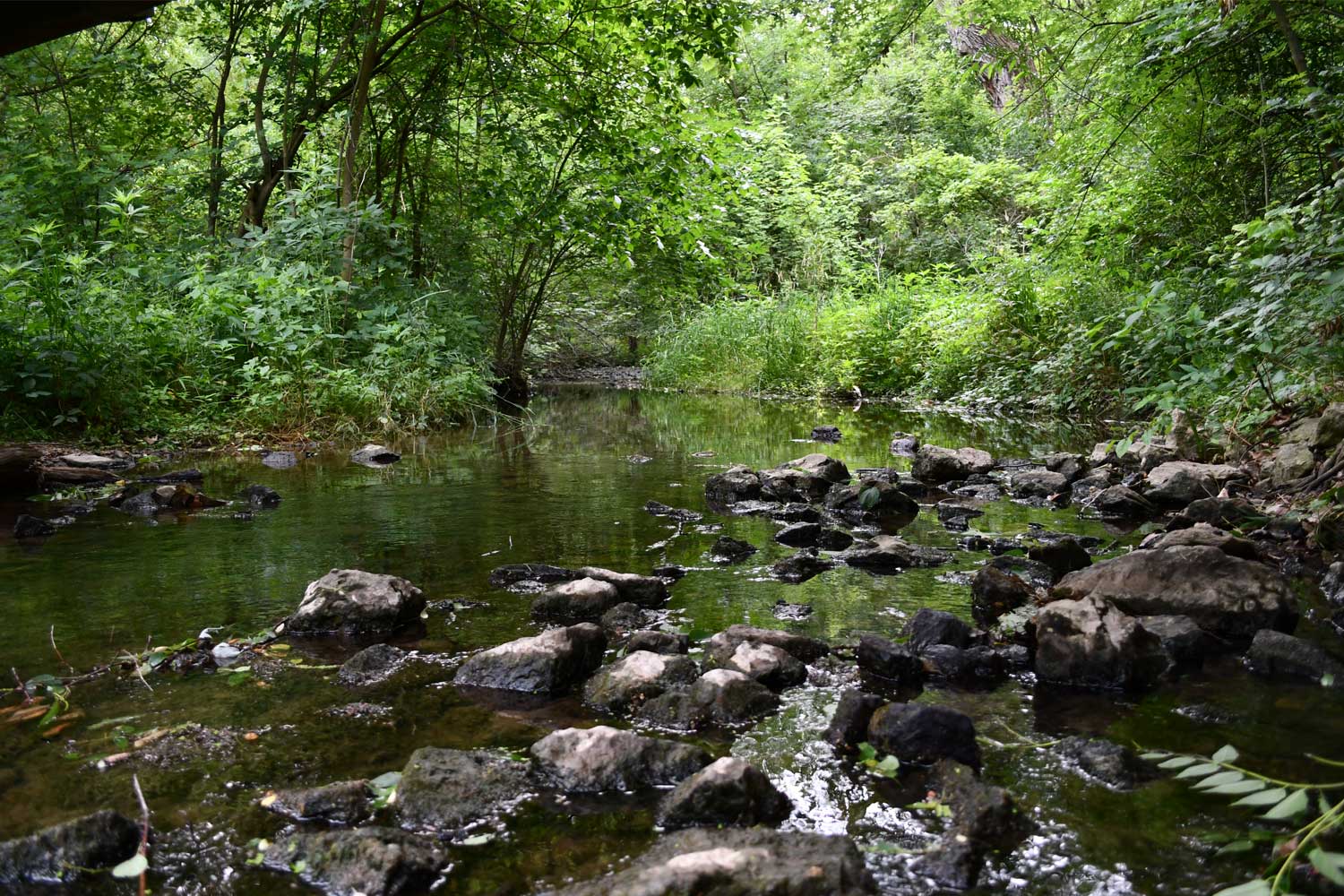 Creek surrounded by trees.