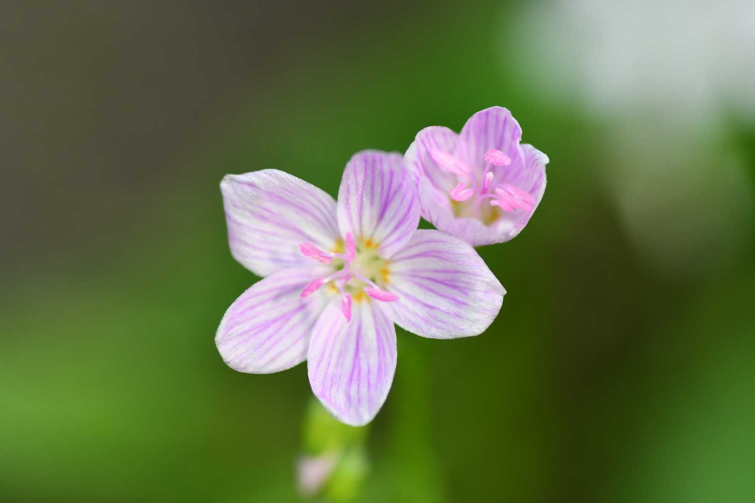 A closeup of a spring beauty bloom.