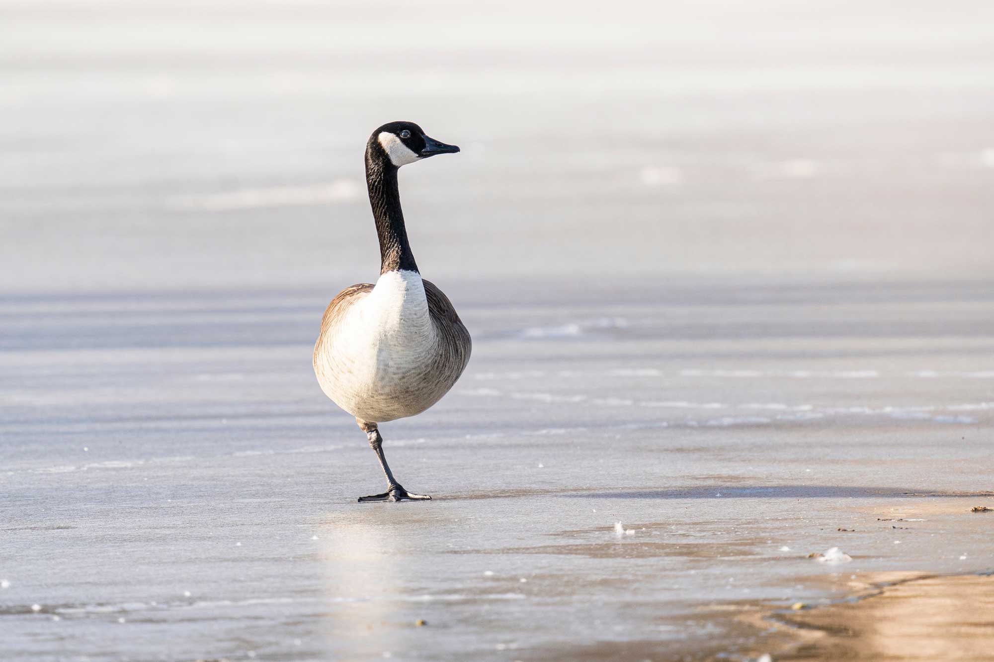 A Canada goose standing on one leg while on ice.