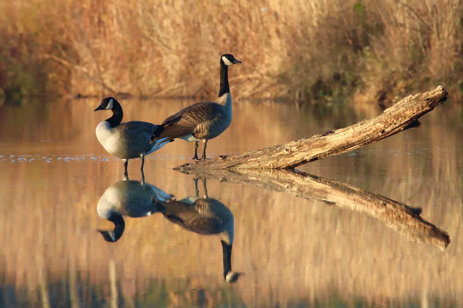 Two Canada geese standing in shallow water of a pond next to a fallen tree branch with dried grasses in the background.