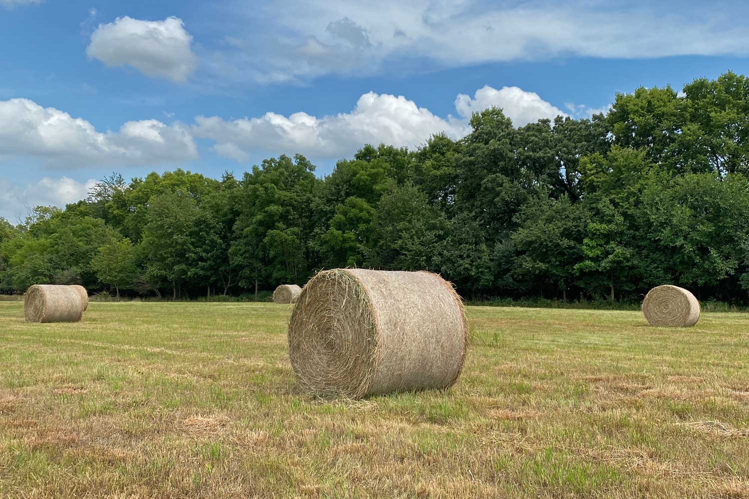 Hay rolls in a field near trees.