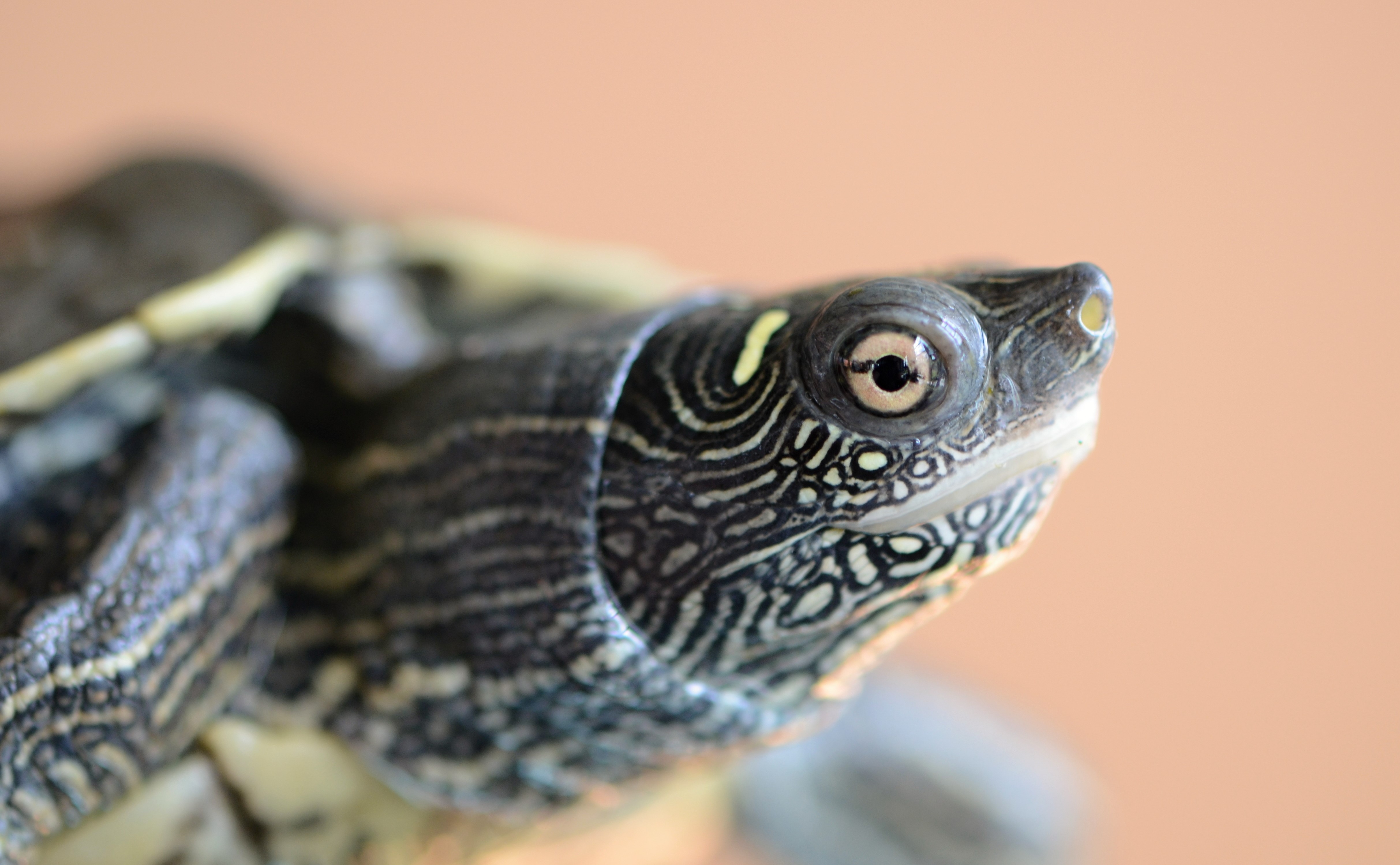 Close-up of a false map turtle.
