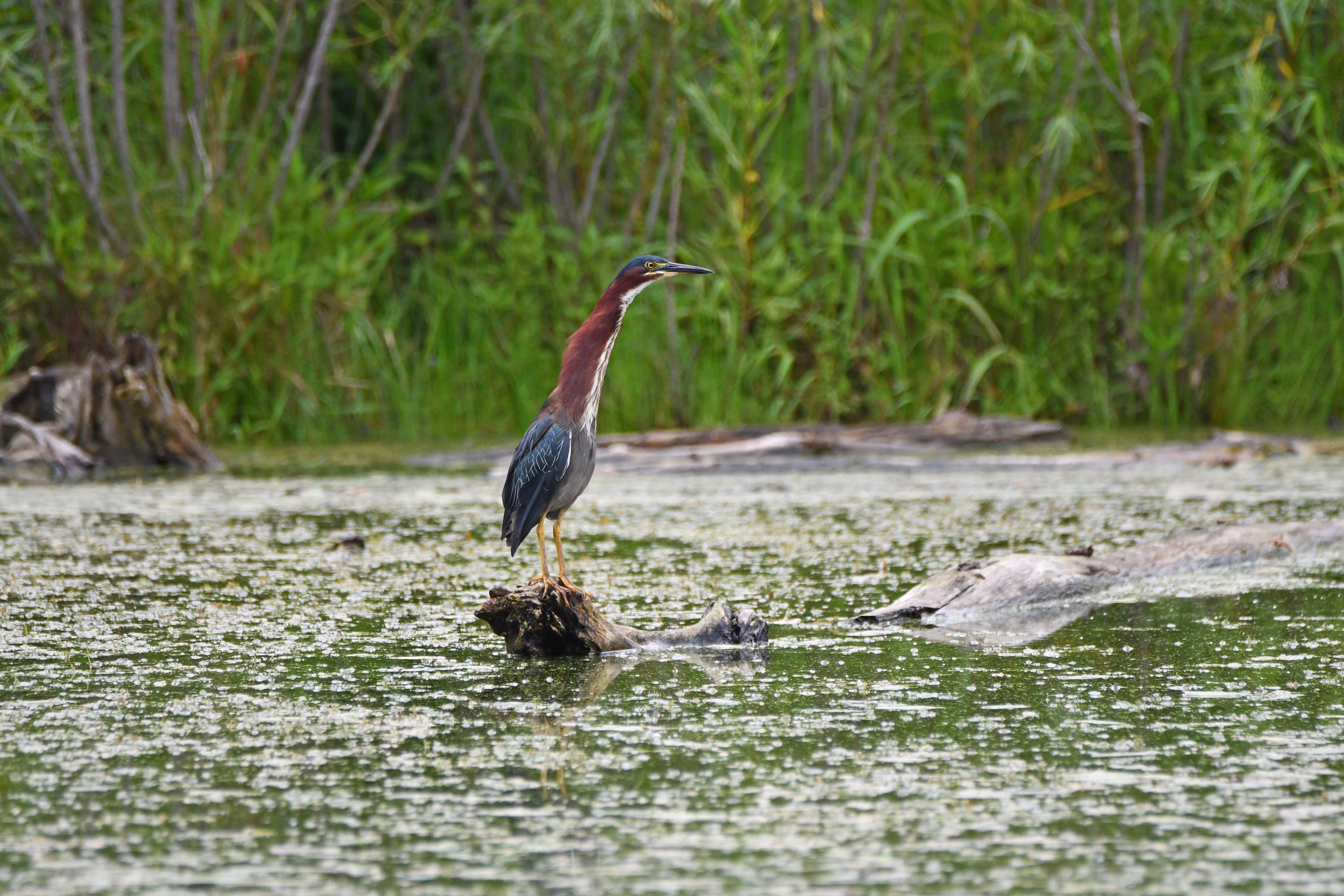 A green heron extends its neck as it sits in a wetland.