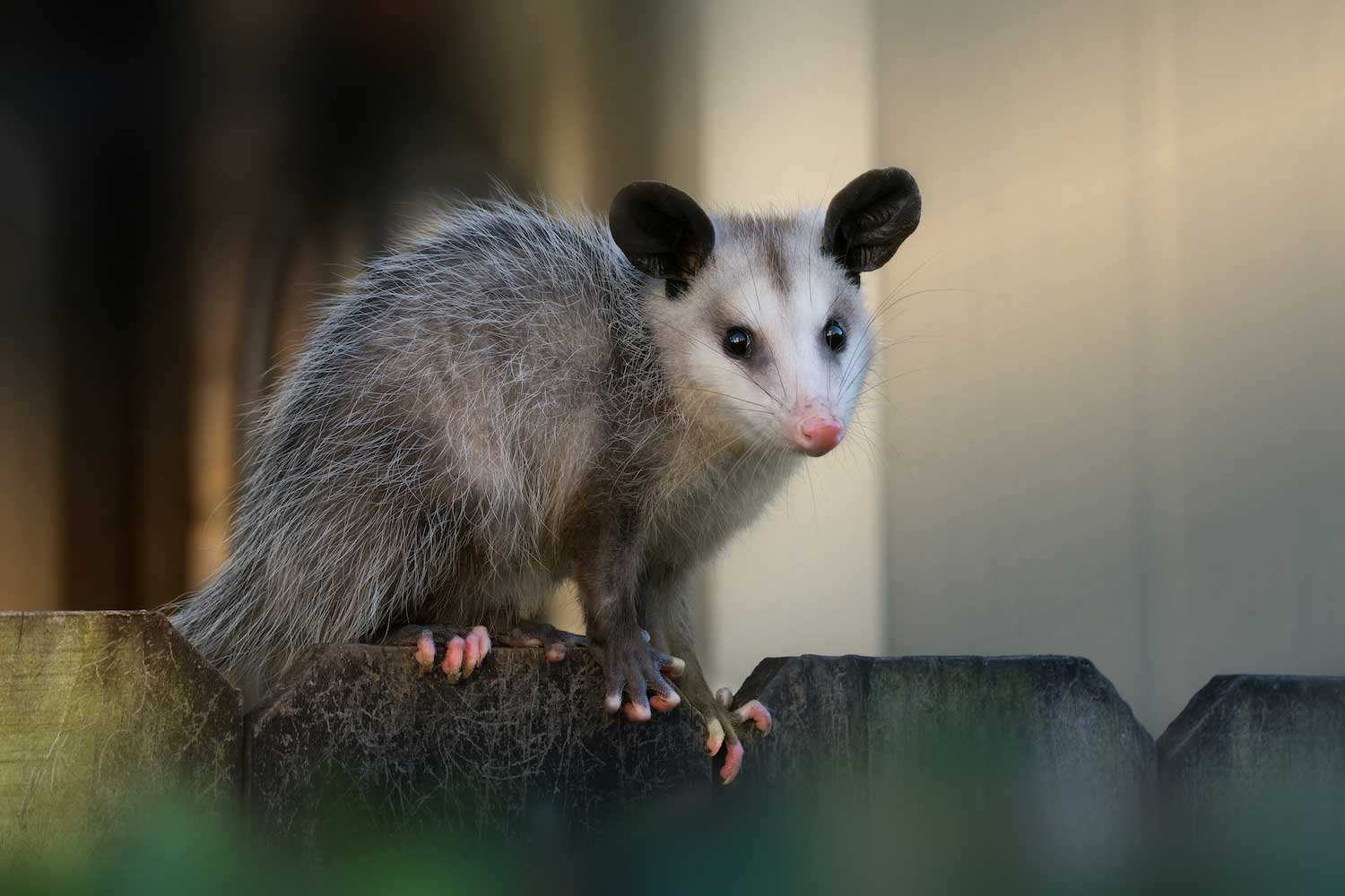 An opossum atop a wooden fence.
