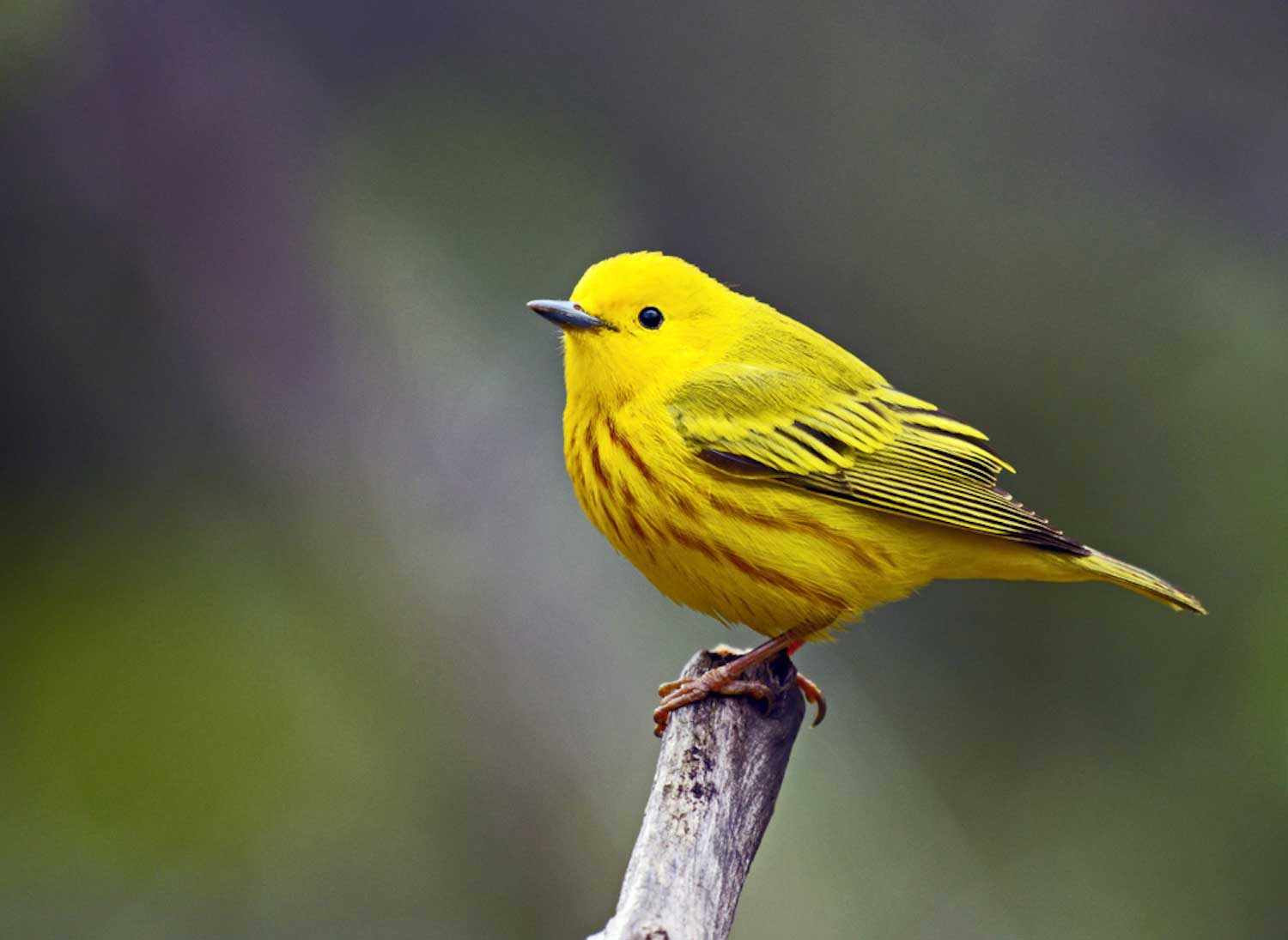 A yellow warbler perched atop a branch.