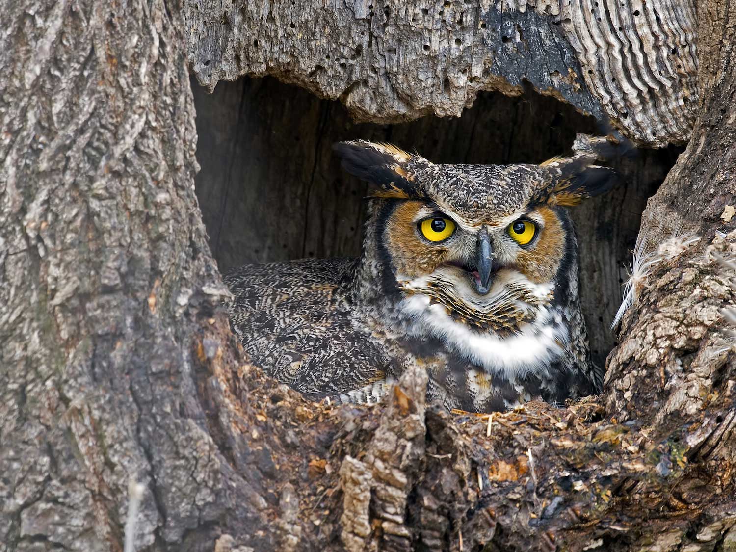 A great horned owl well camouflaged in a tree cavity.