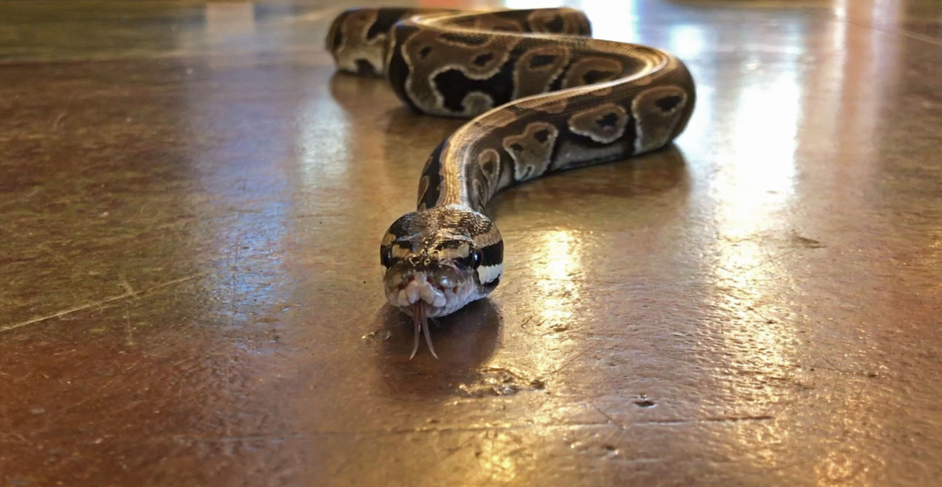 Penny, the ball python, slithering towards the camera.