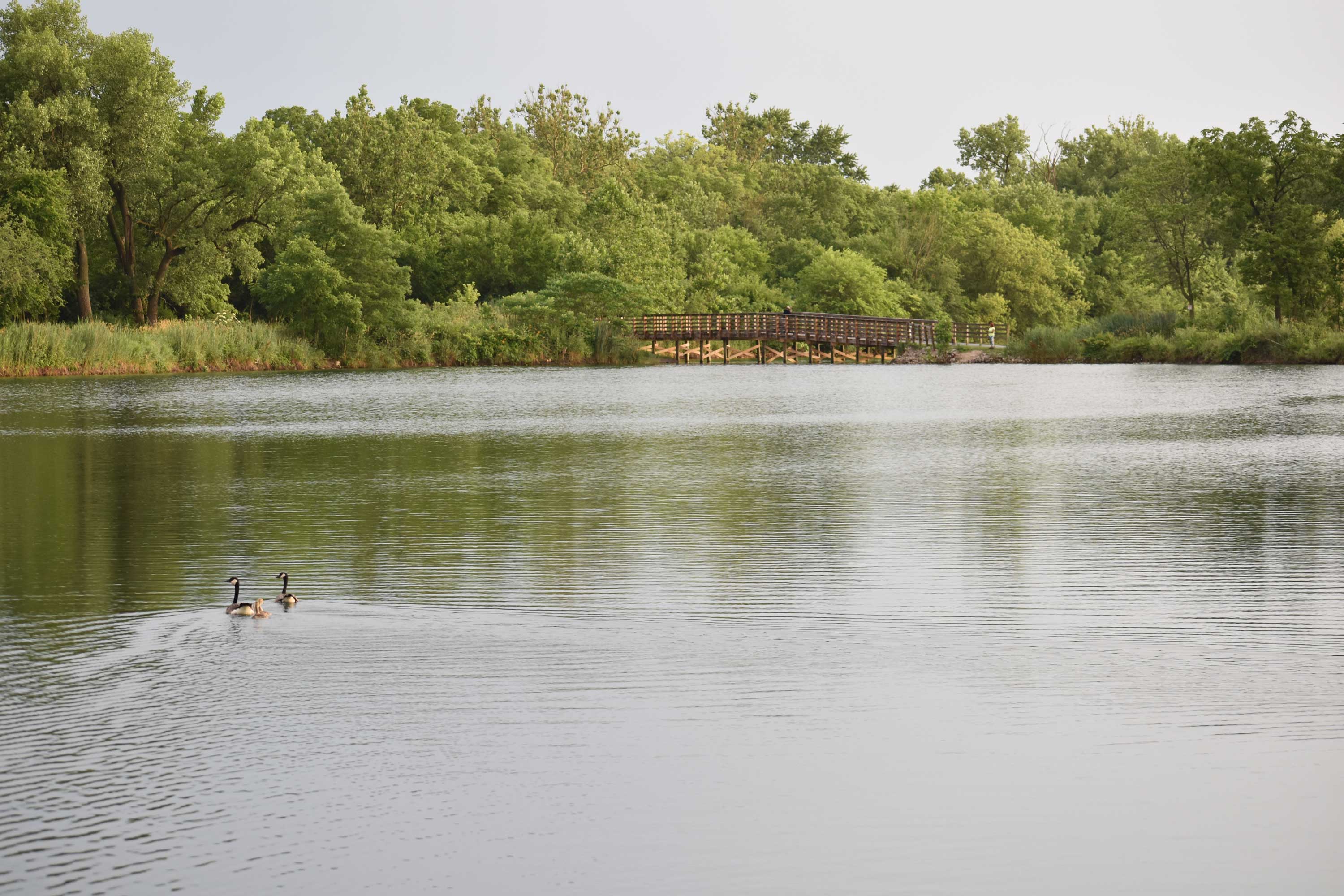 A scenic shot of a lake and a wooden bridge surrounded by lush forest.