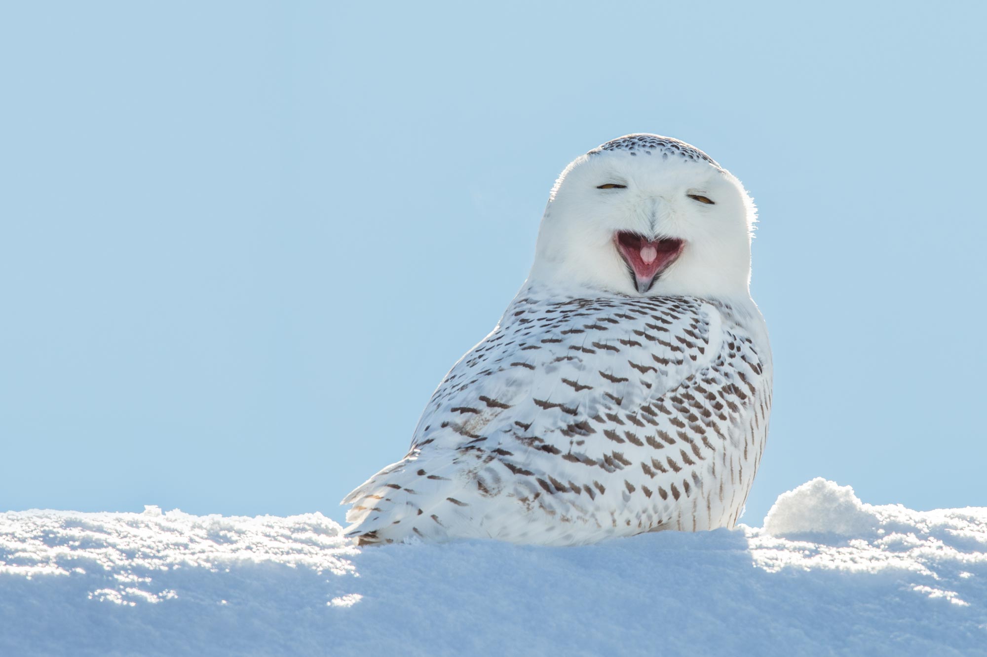 snowy owl teddy