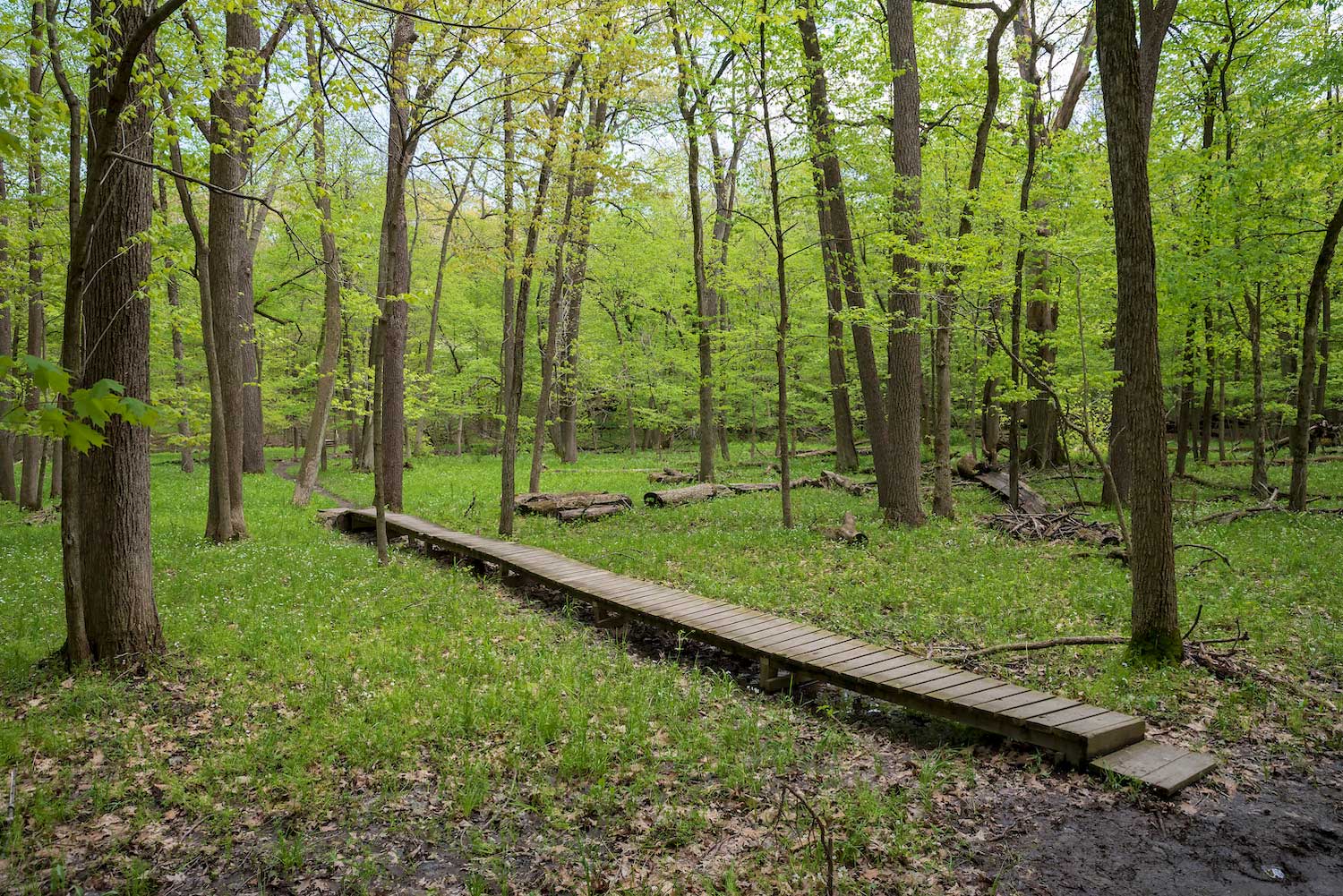 A trail boardwalk cutting through a deciduous forest.