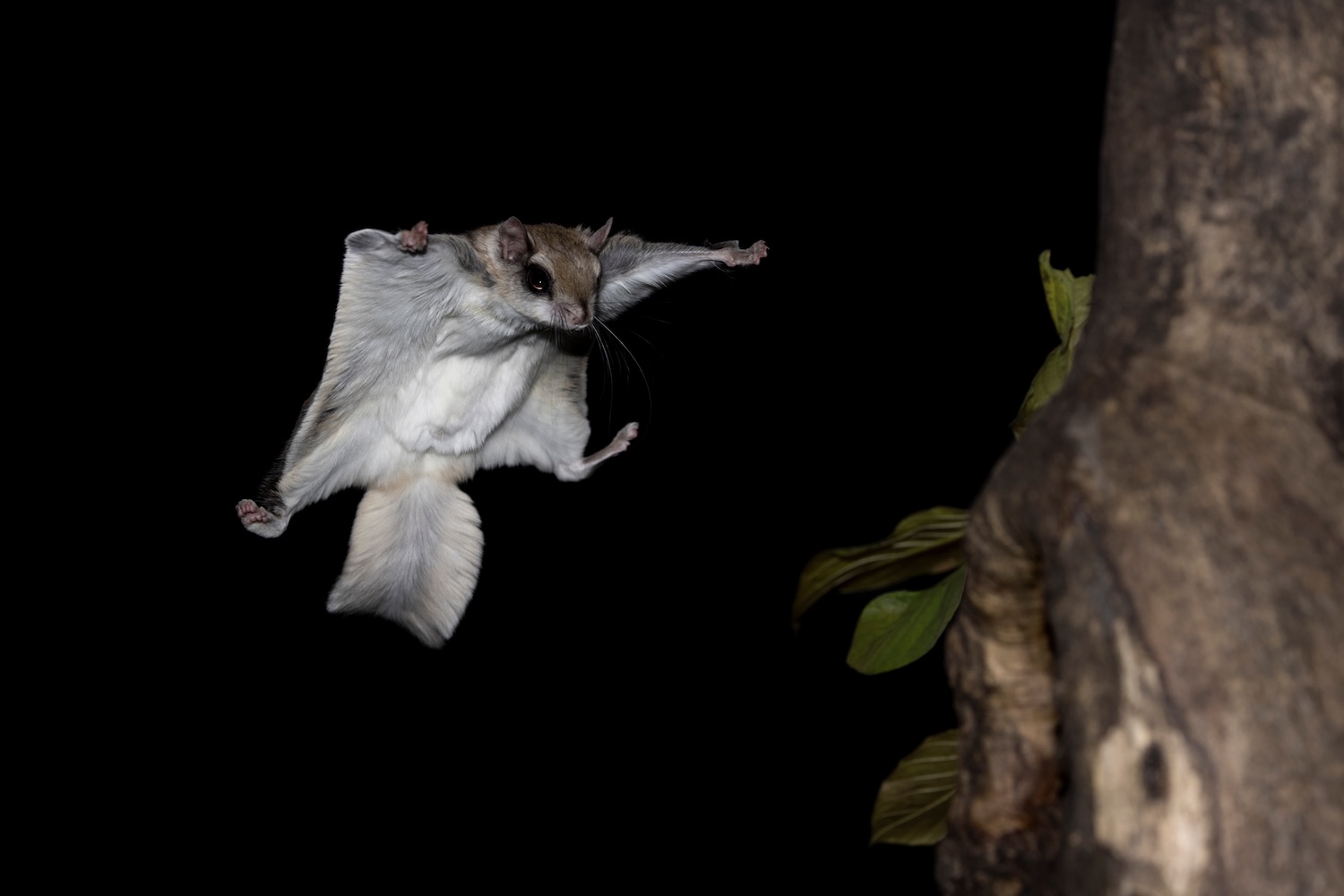 A flying squirrel gliding through the air toward a tree.