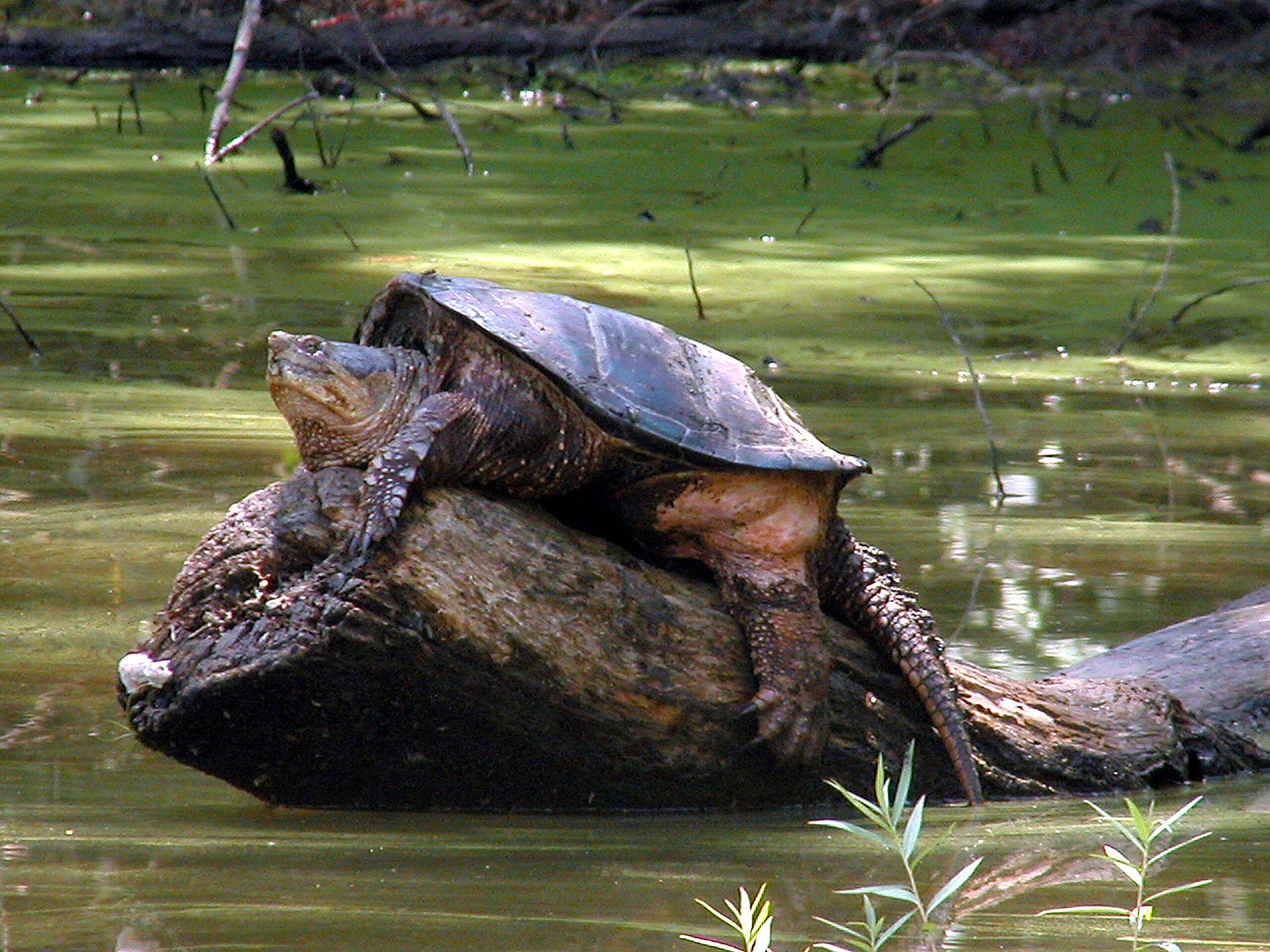 creature-feature-the-powerful-snapping-turtle-forest-preserve