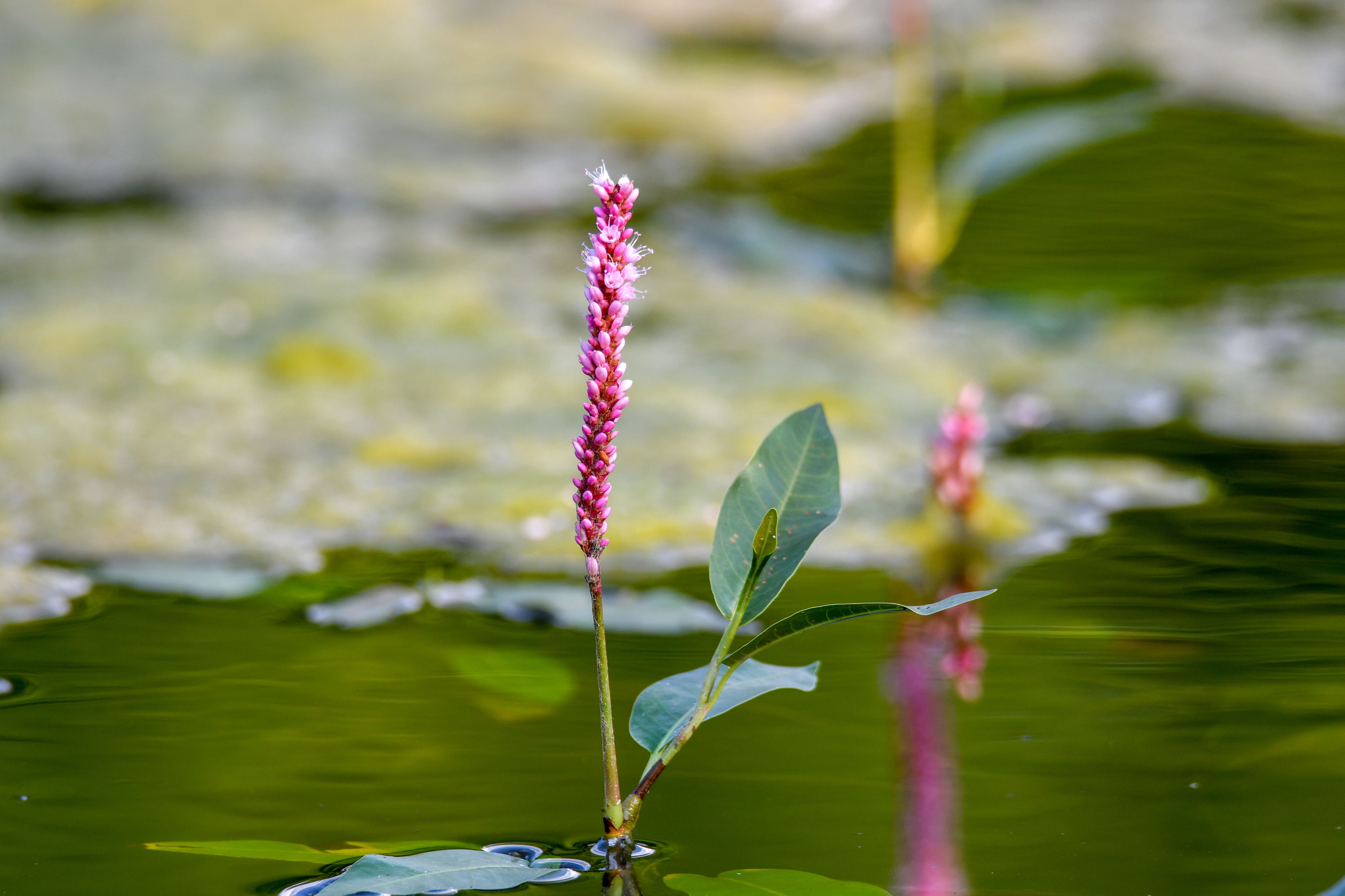 Water smartweed.