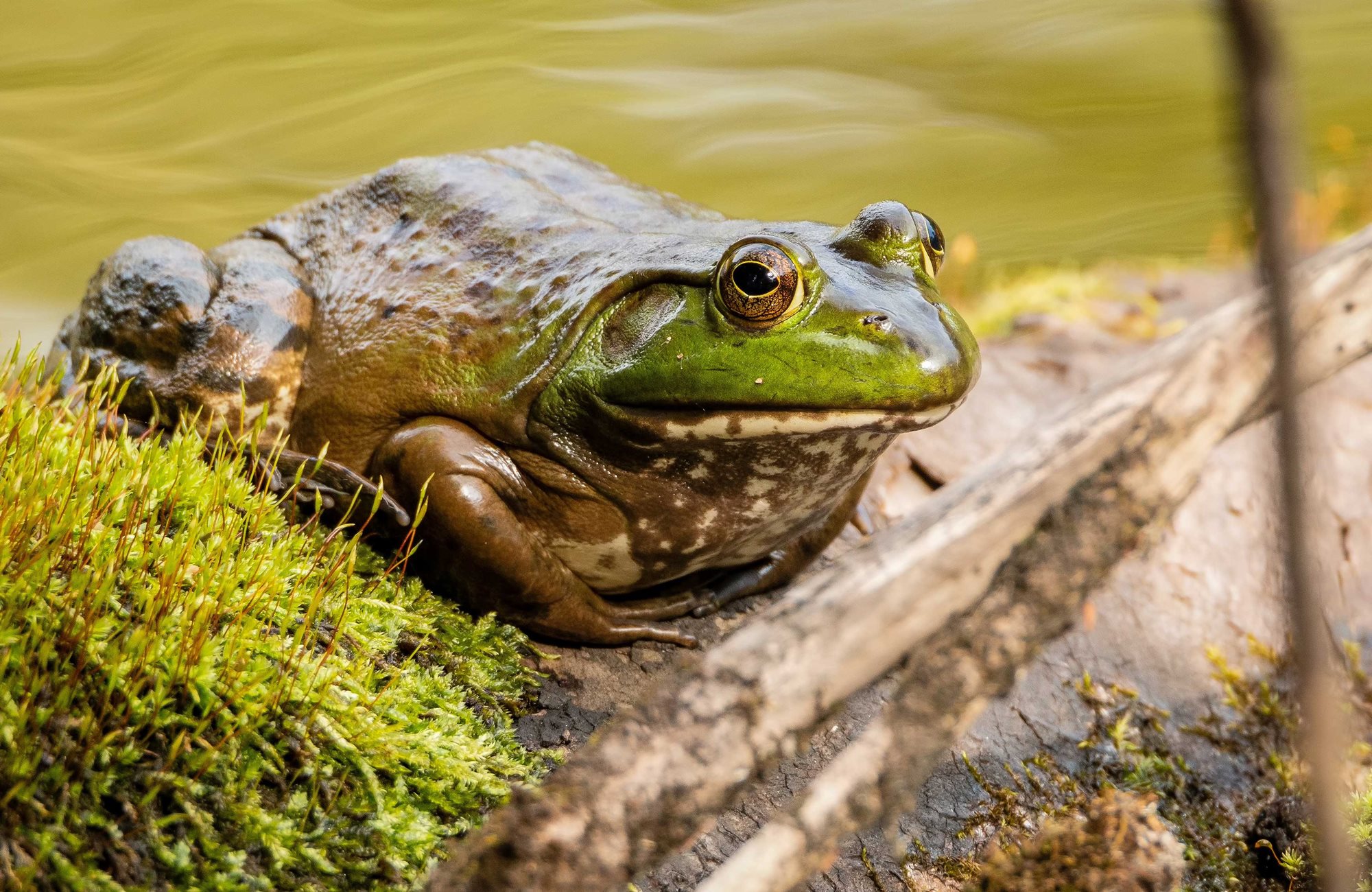 A frog sitting on a log.