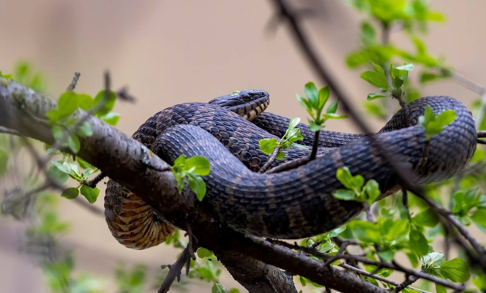 A northern water snake coiled up in a tree.