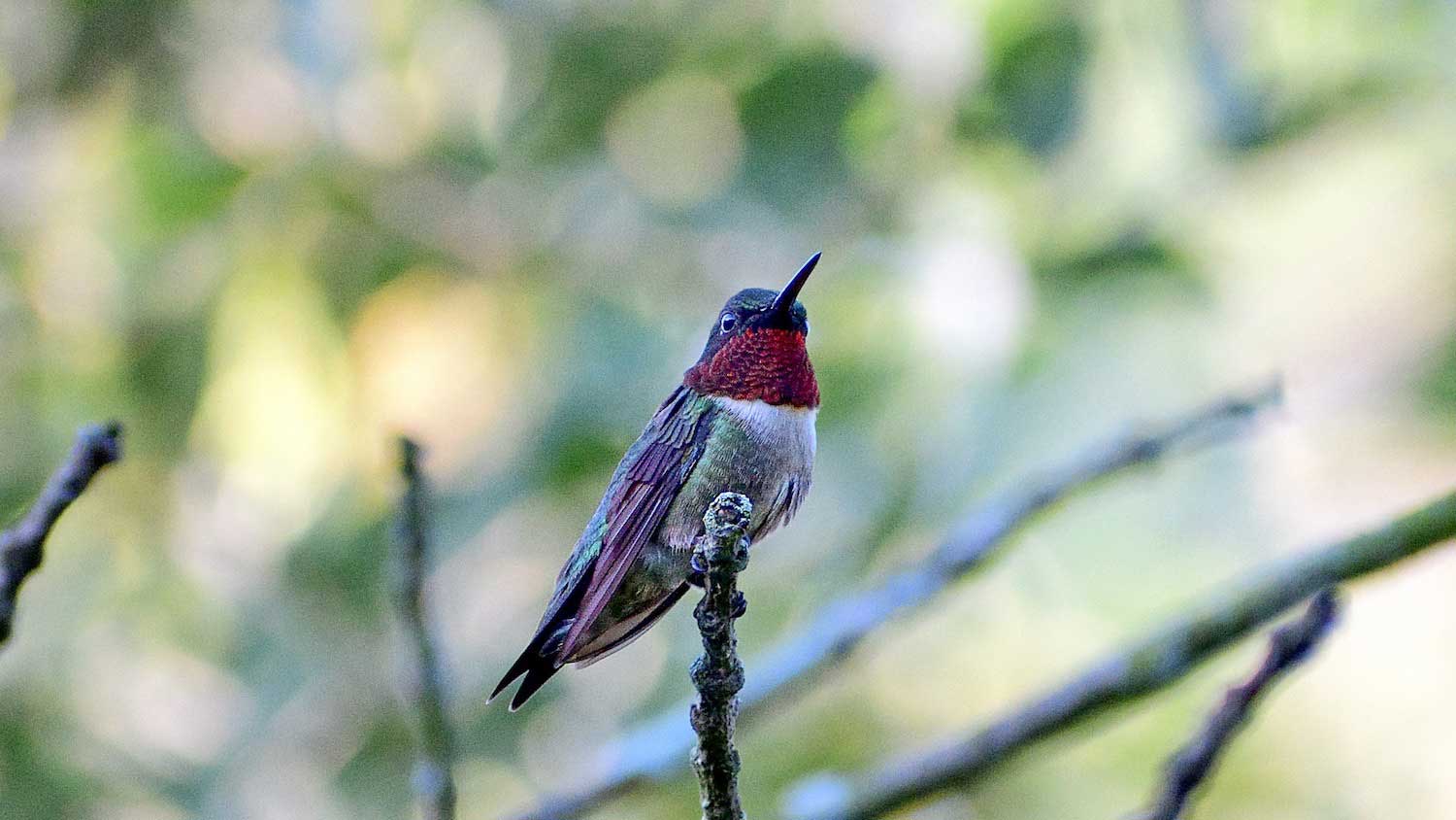 Migration Watch India | Bhubaneswar