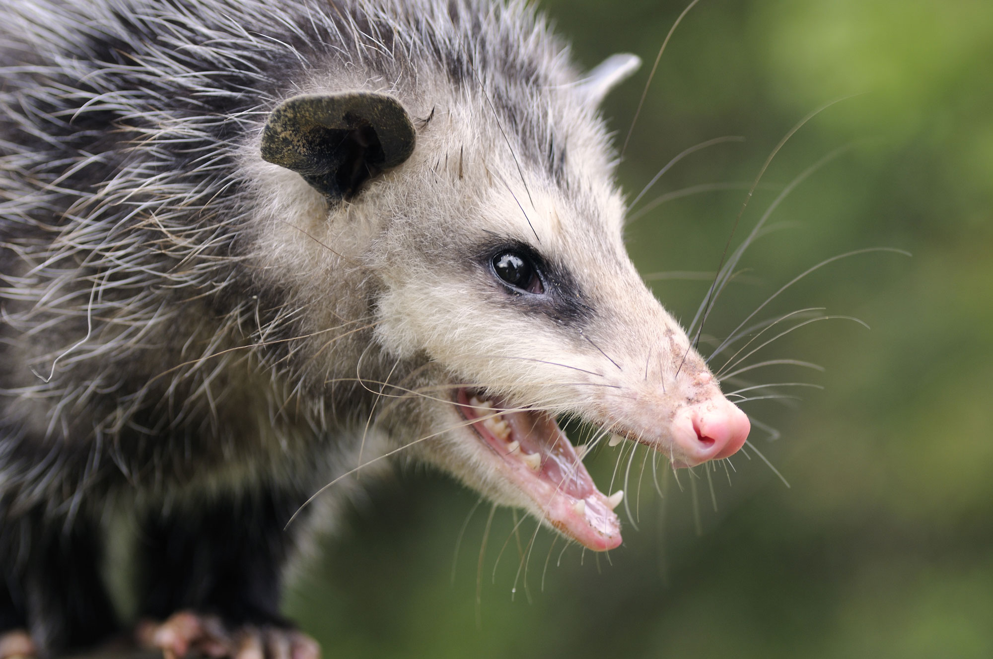 An opossum with its teeth out.