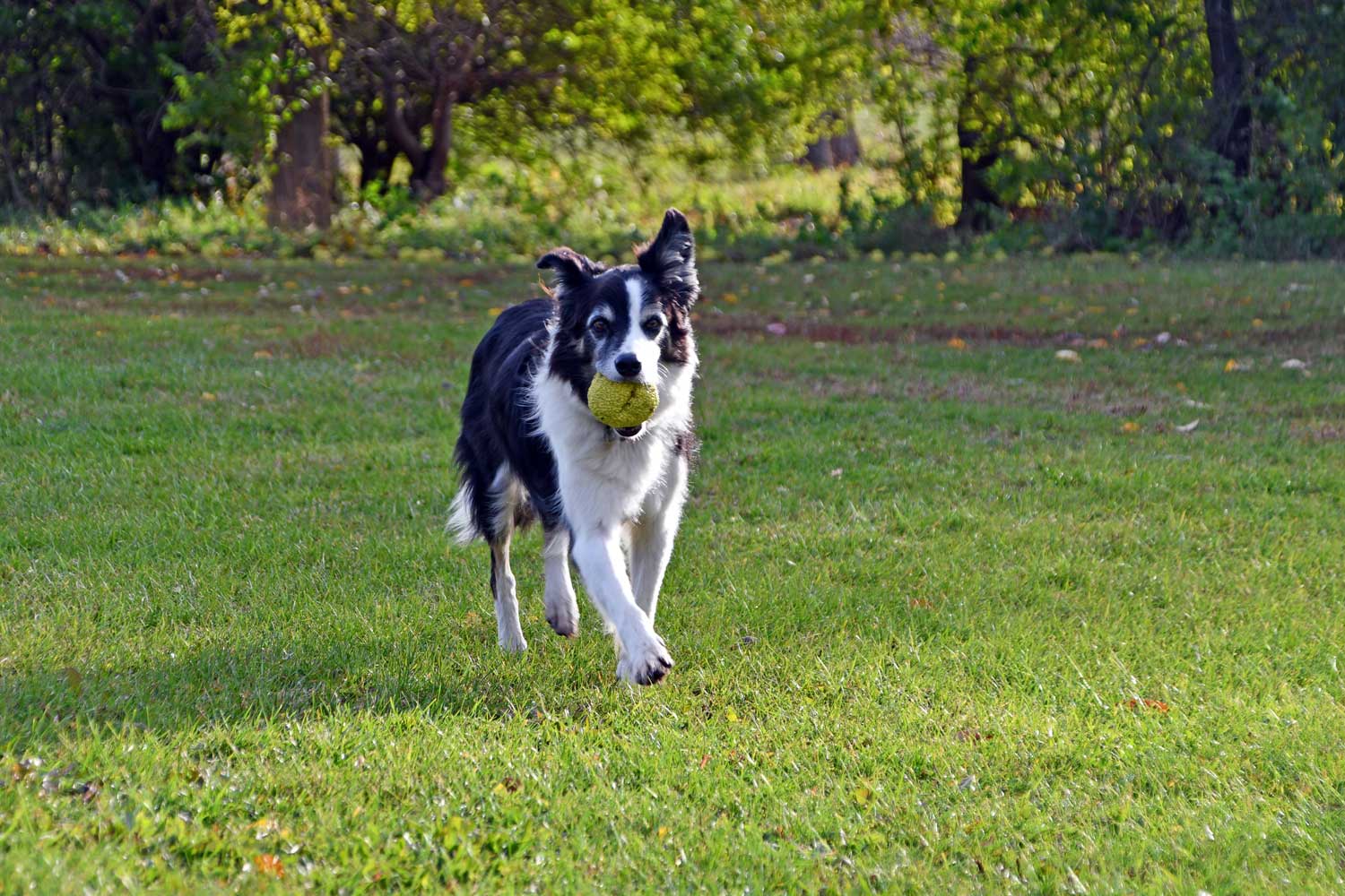 A dog running at dog park with a ball in its mouth.