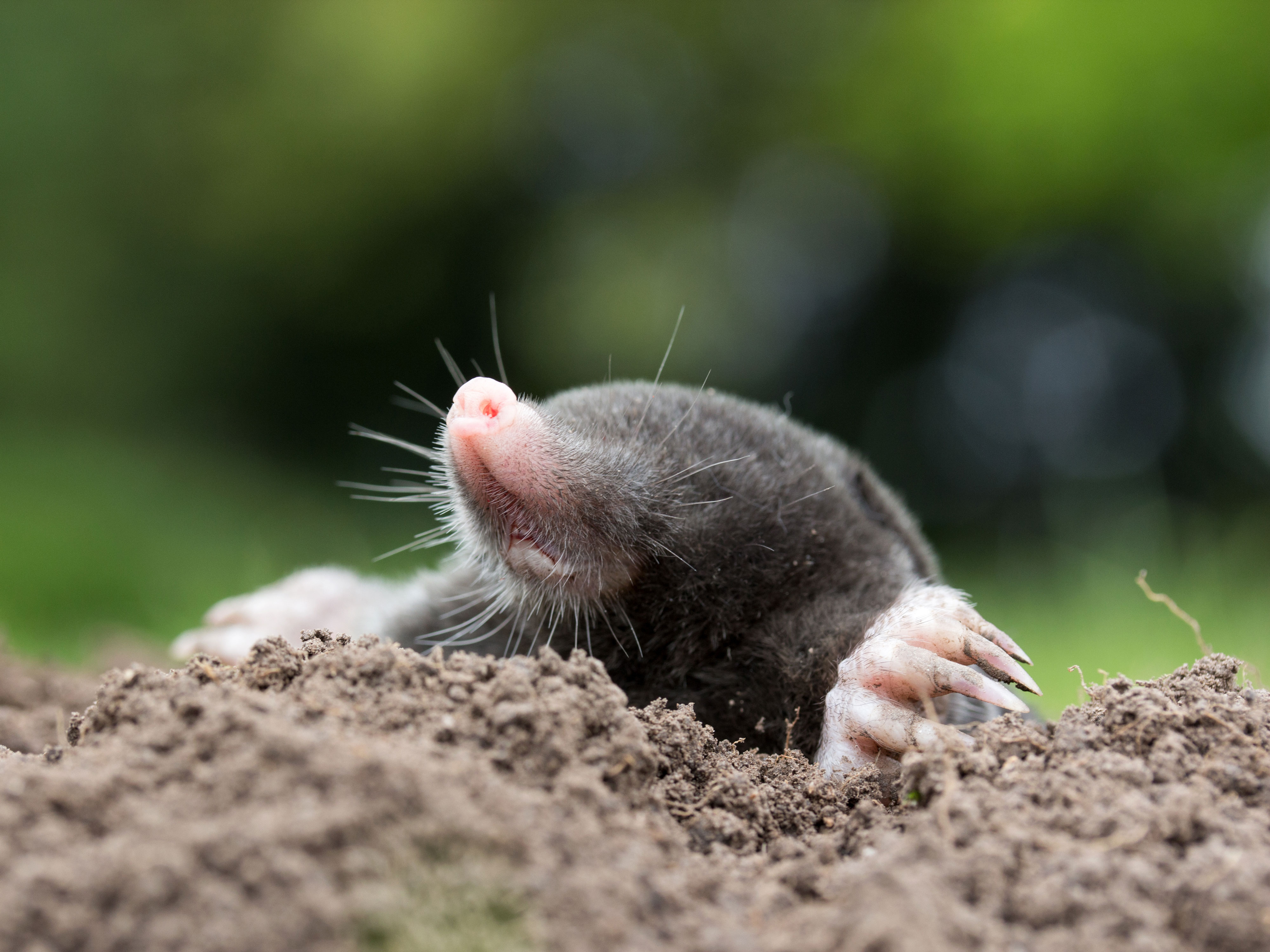 A mole crawling out of its molehill.