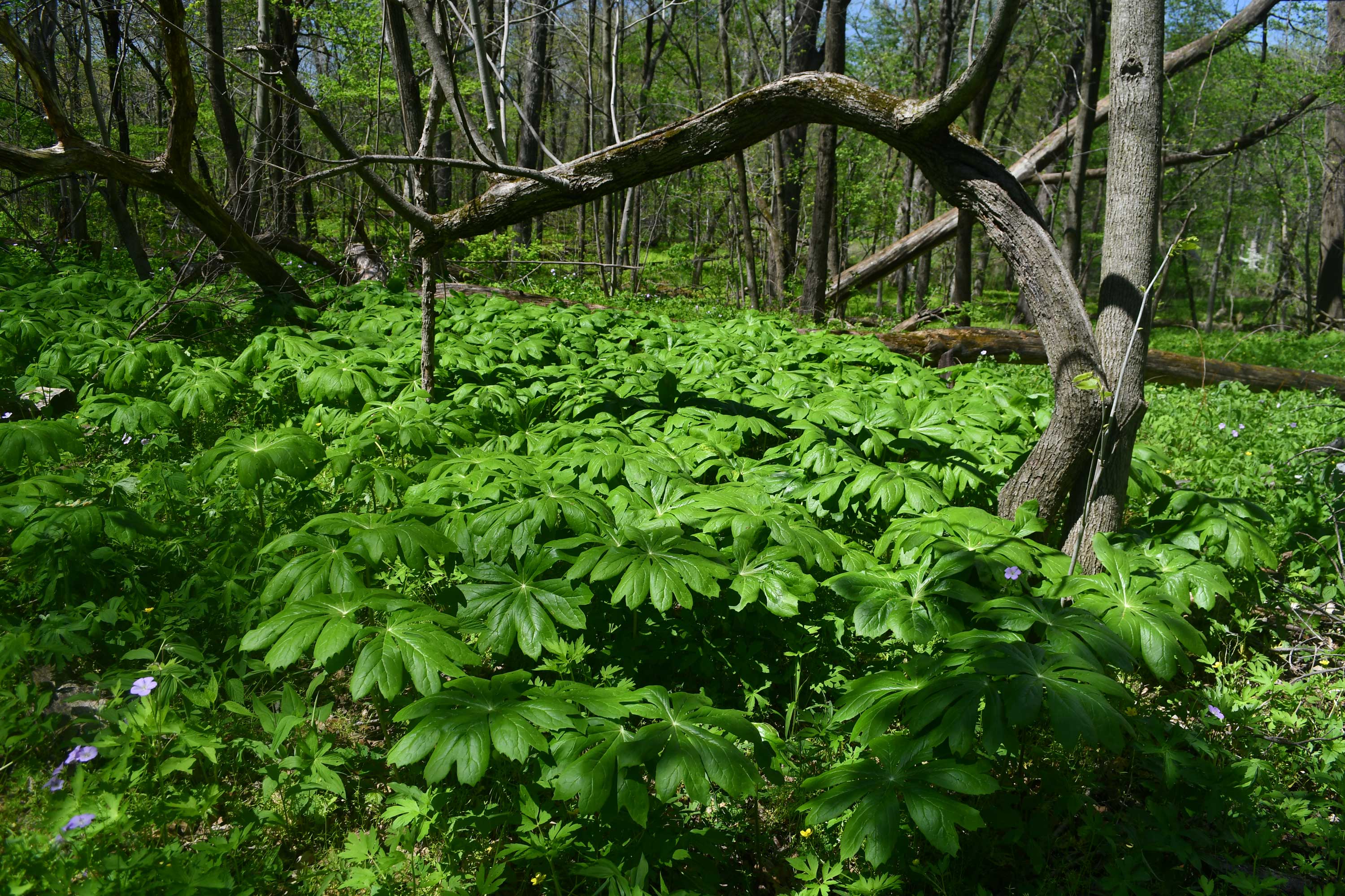 A sea of mayapples on the forest floor.