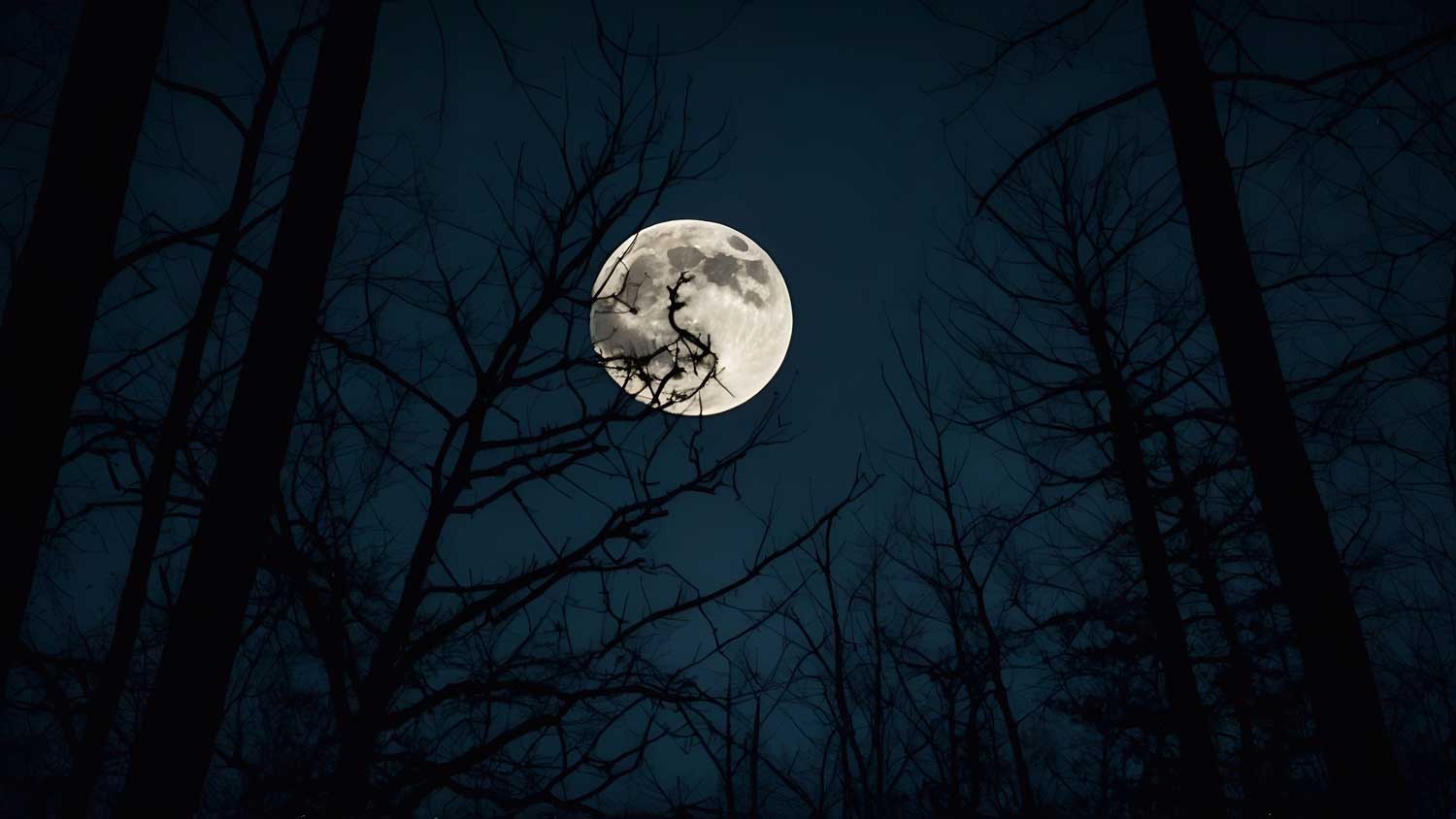 The full moon as seen through bare tree branches.