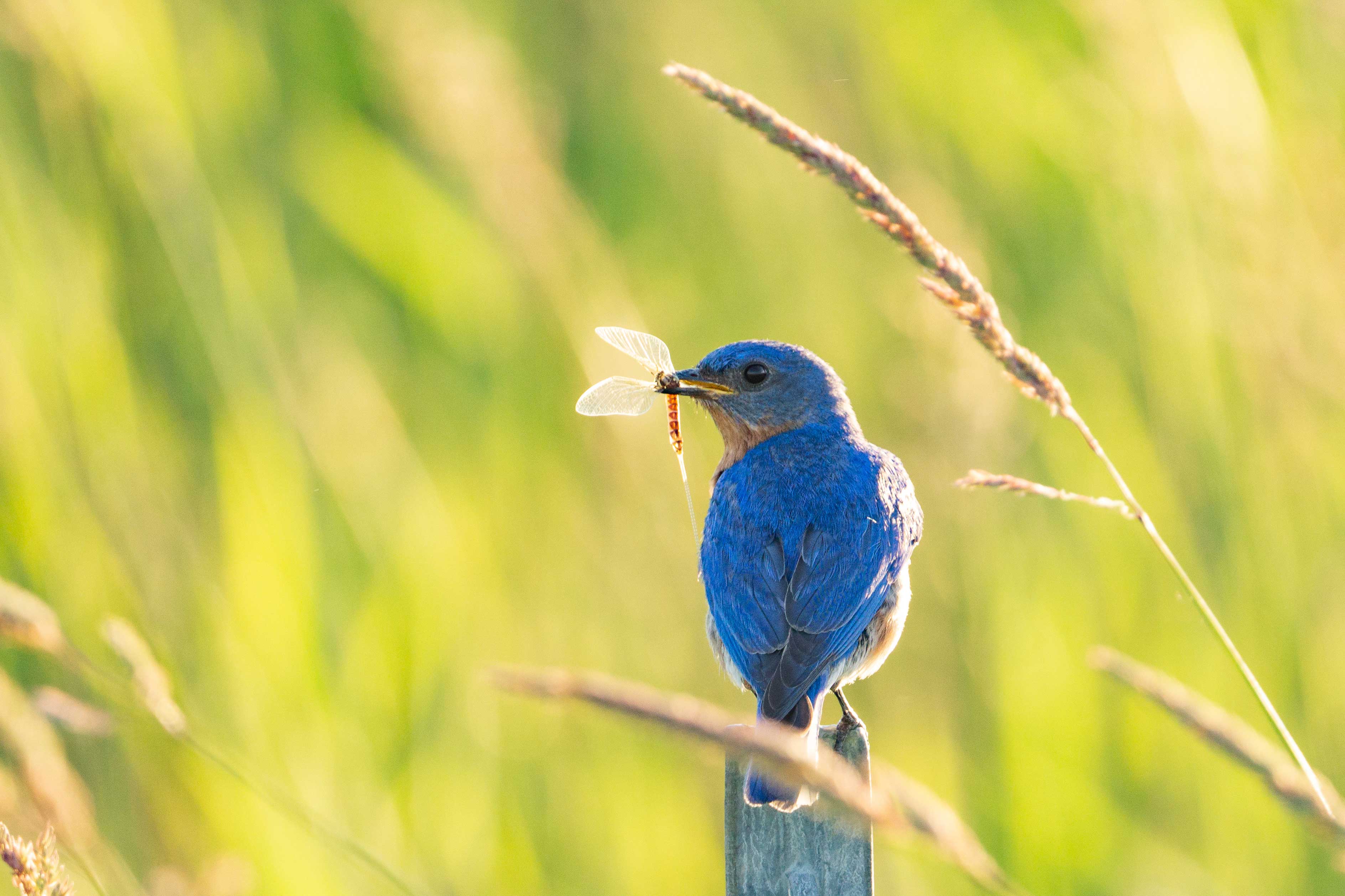 An eastern bluebird with an insect in its mouth.