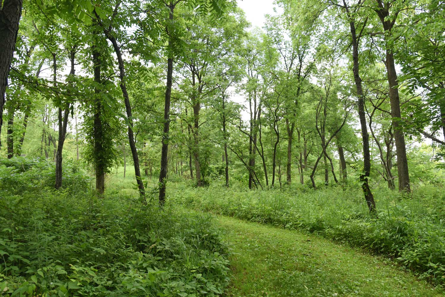 Grass trail lined by trees.