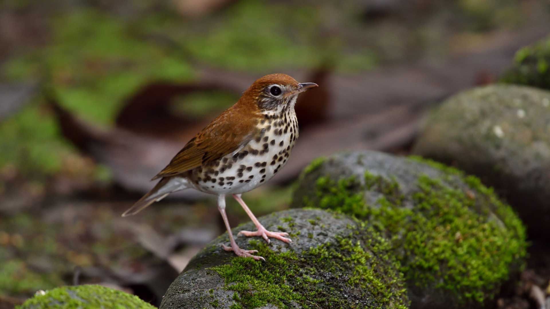 Wood thrush standing on a moss-covered rock, showing a reddish-brown back, bold black spots on a white chest, and a softly blurred forest floor in the background.