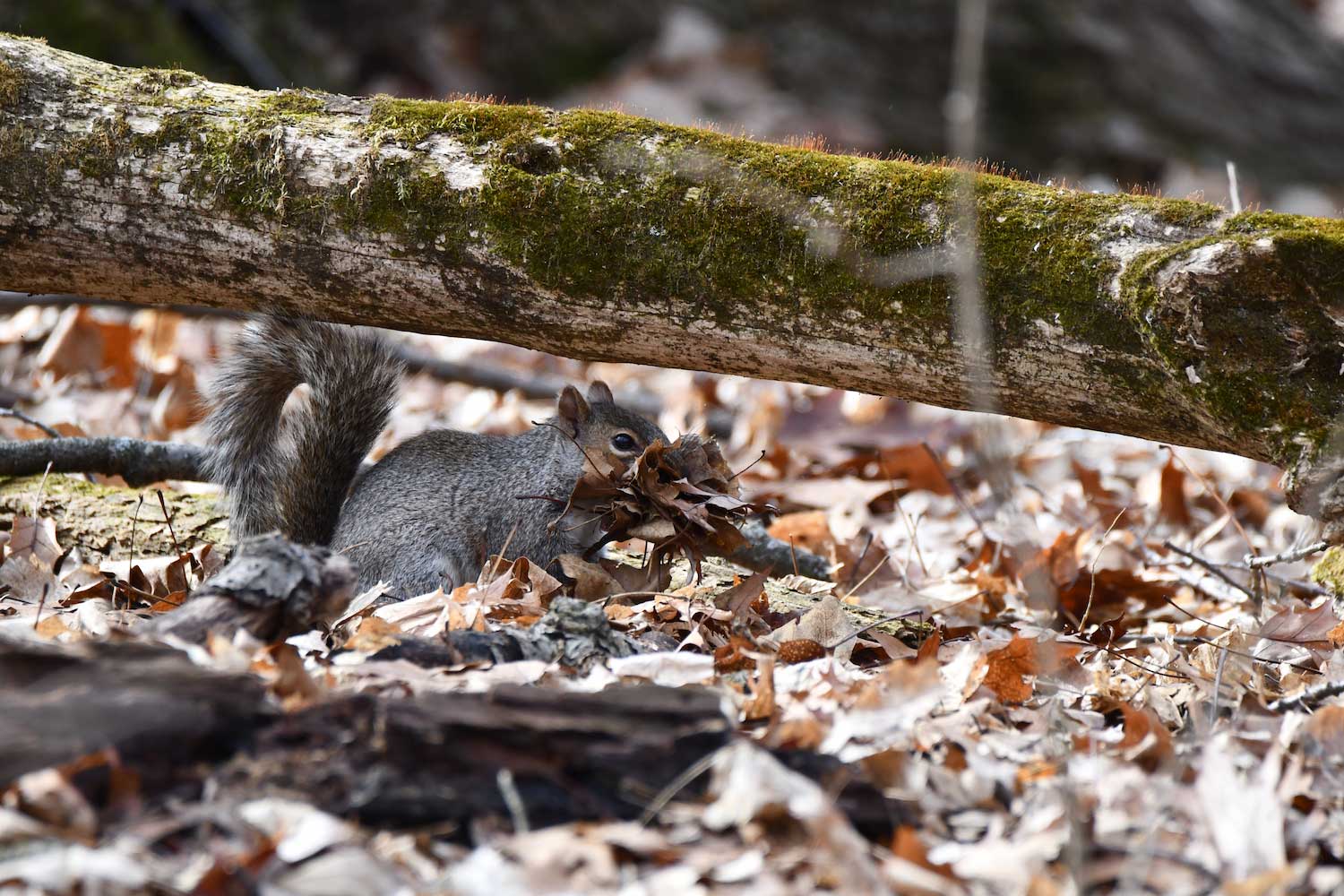 A gray squirrel carrying a mouthful of fallen leaves as it moves under a fallen tree branch on a ground covered with fallen leaves.