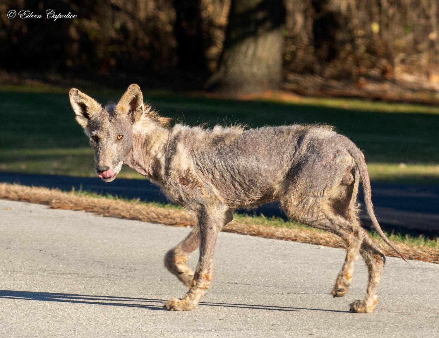 Pictures of different store types of mange