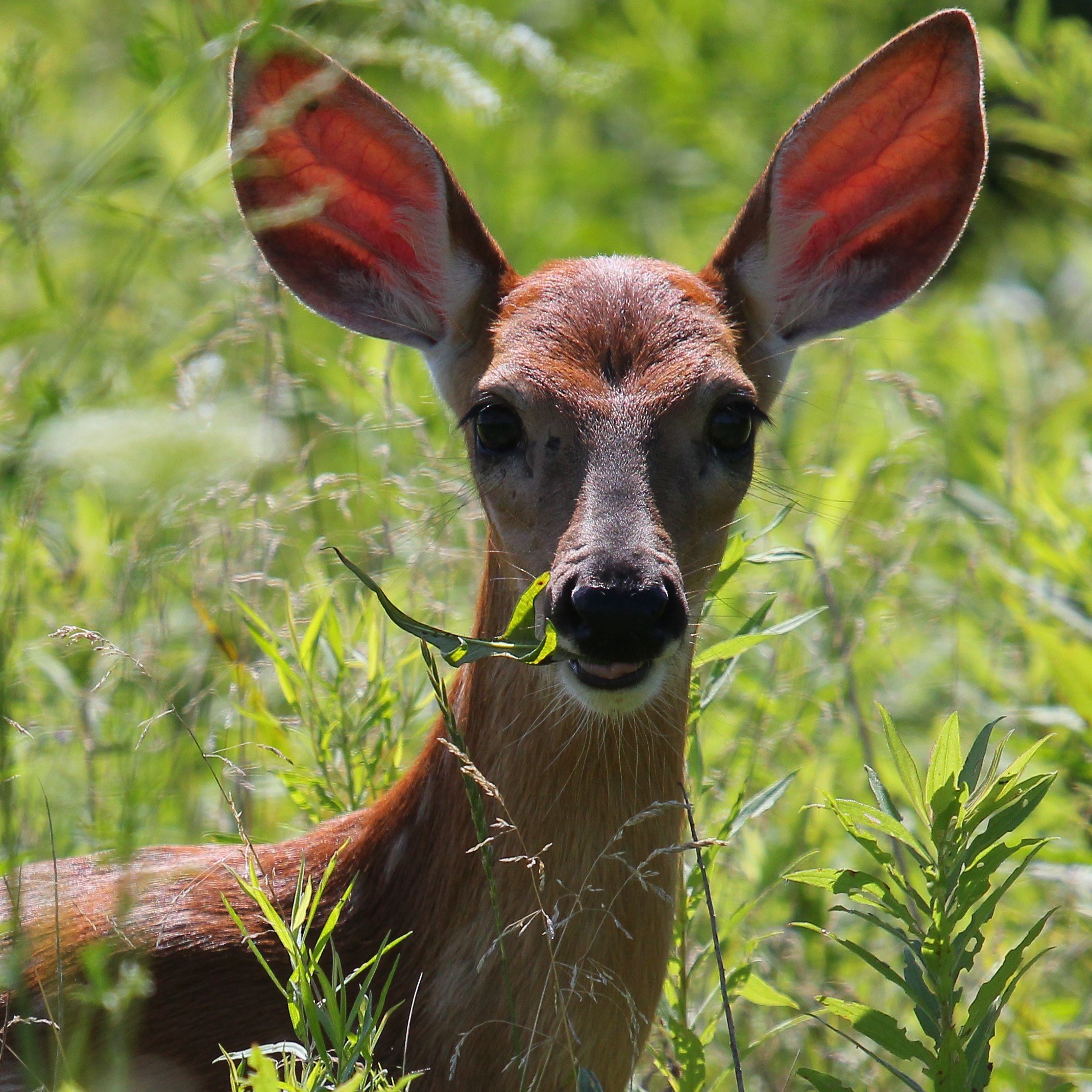 Deer characteristics clearance