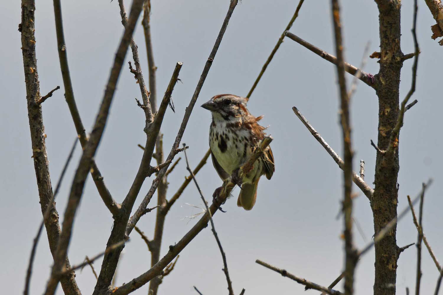 Song sparrow perched on a branch surrounded by other branches.