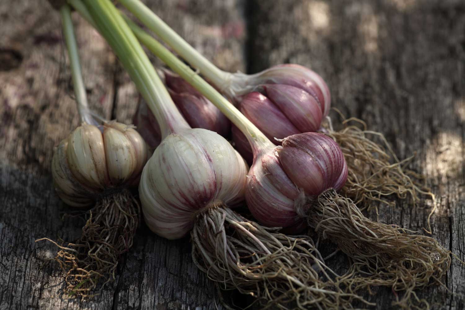 A group of five bulbs of garlic laying on wood.