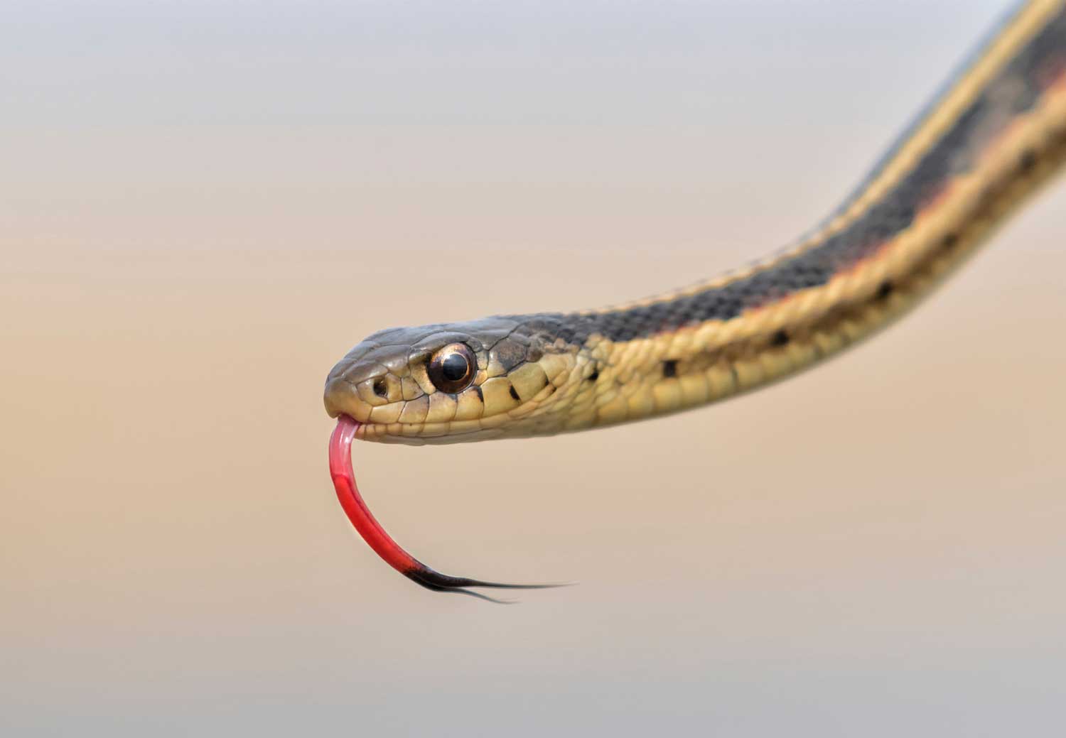 A garter snake with its tongue sticking out.