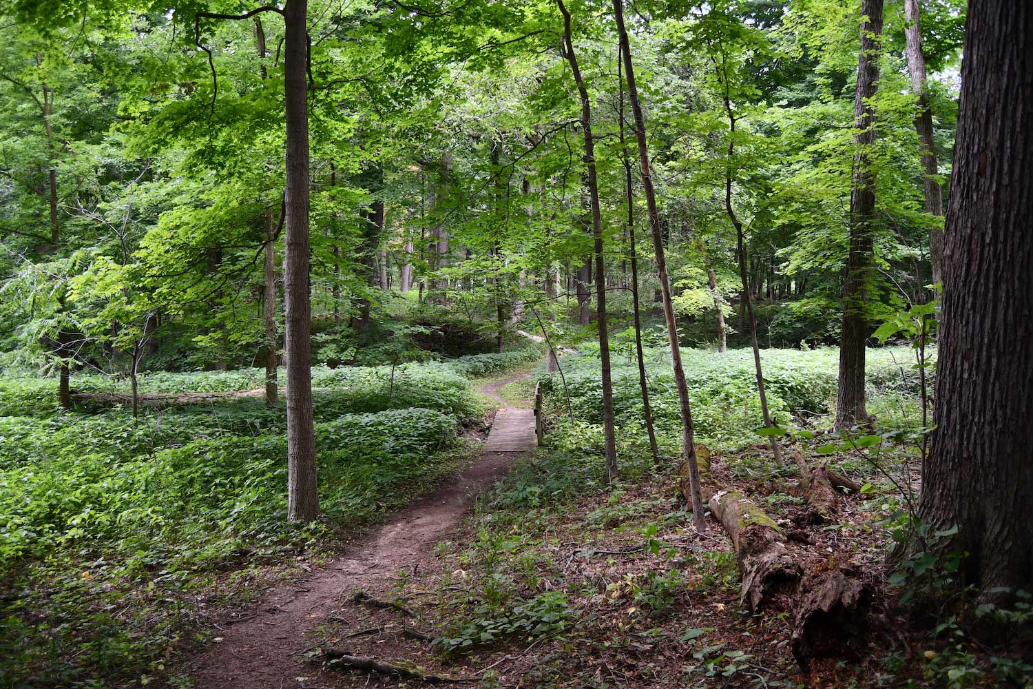 A natural surface trail in a forest.